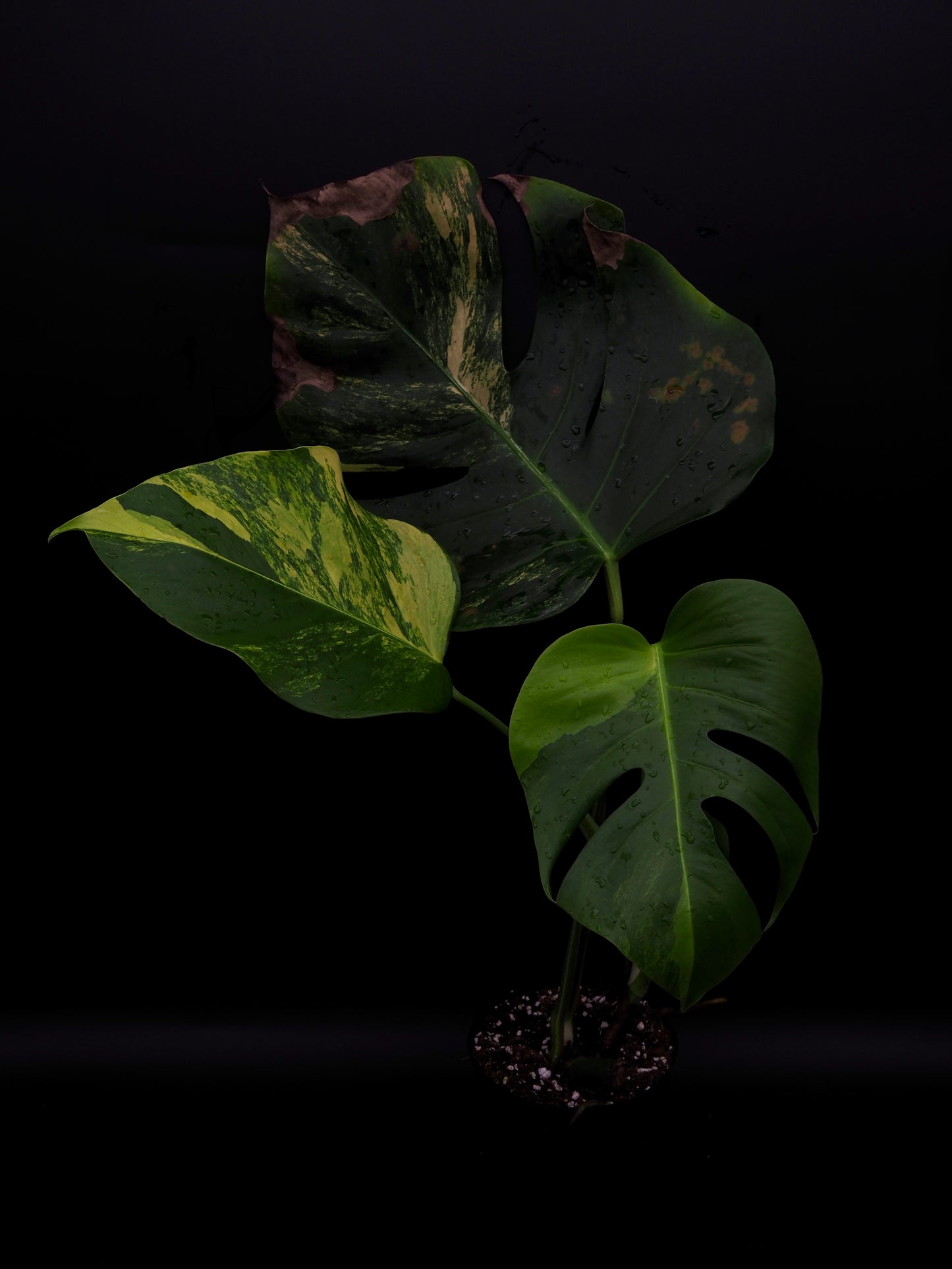 Monstera Borsigiana Aurea Variegata