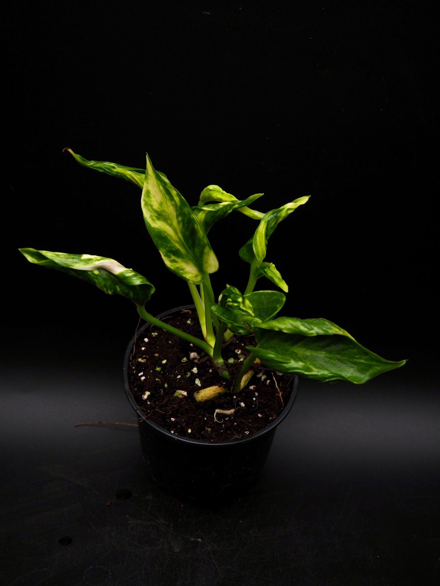 Epipremnum aureum Shangri La Variegata