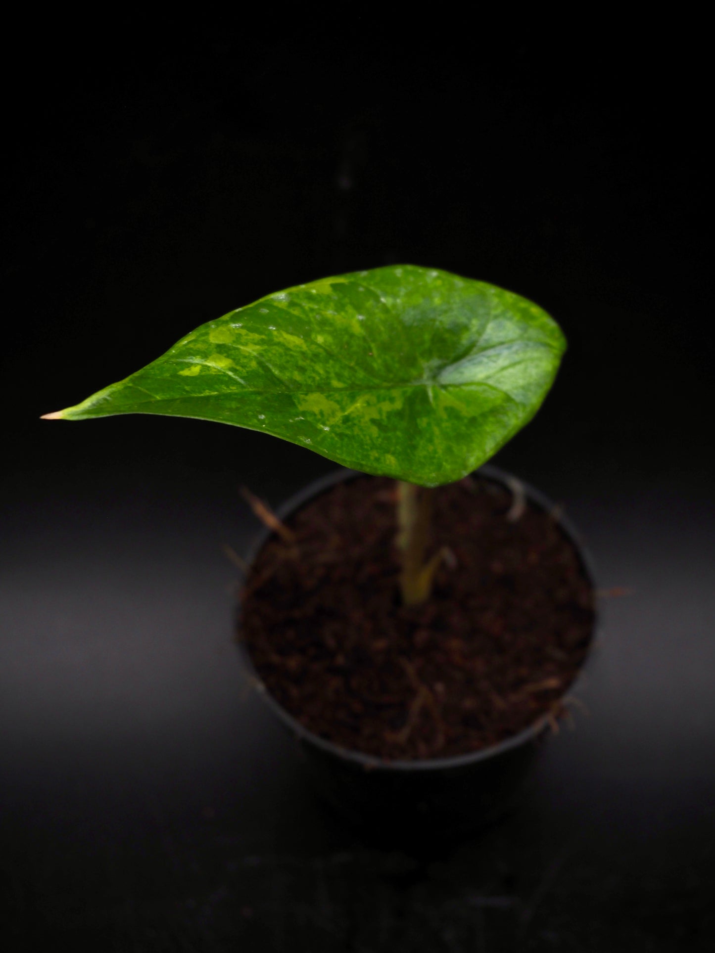 Alocasia Scalprum Aurea