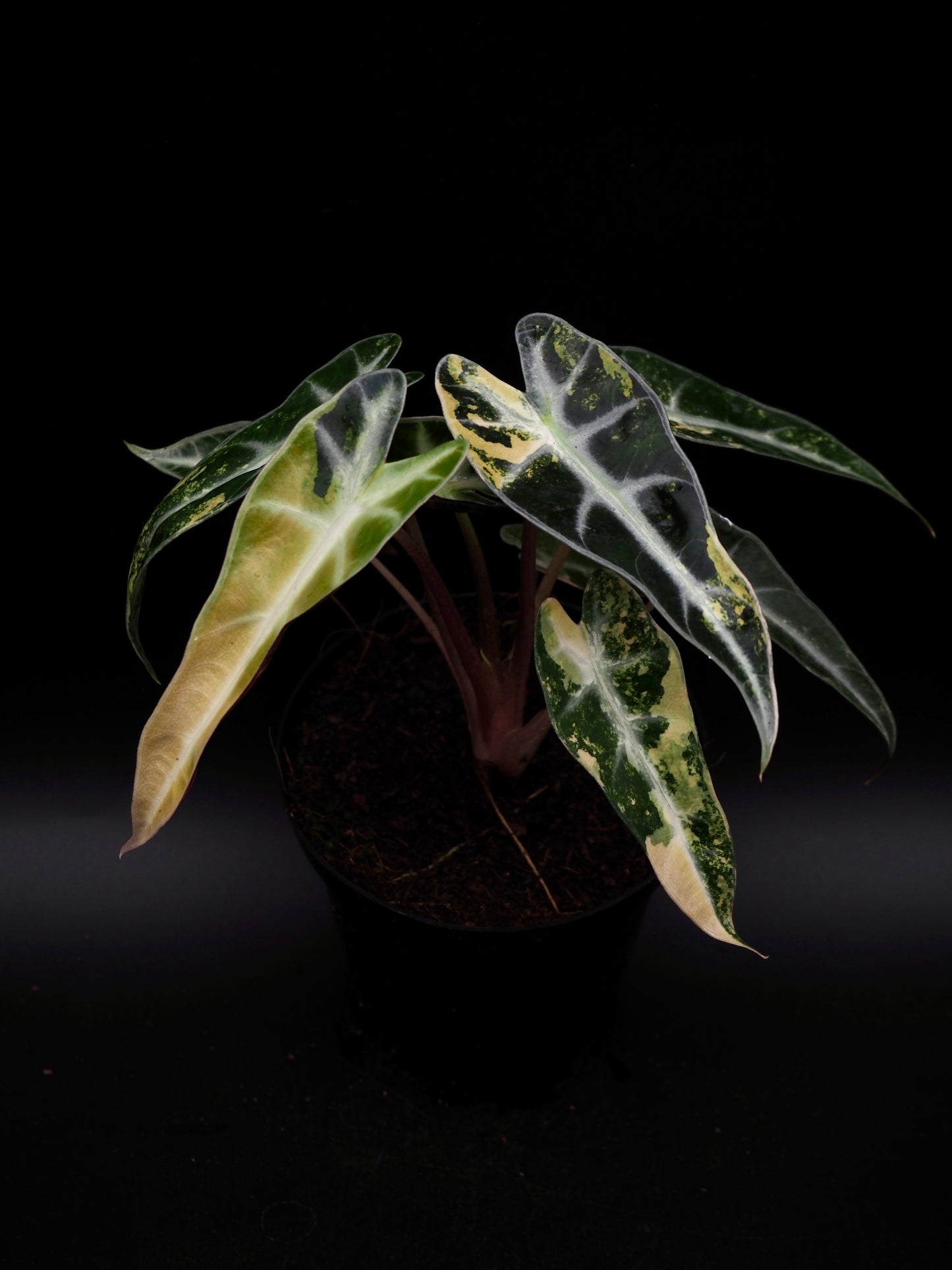 Alocasia Bambi Aurea