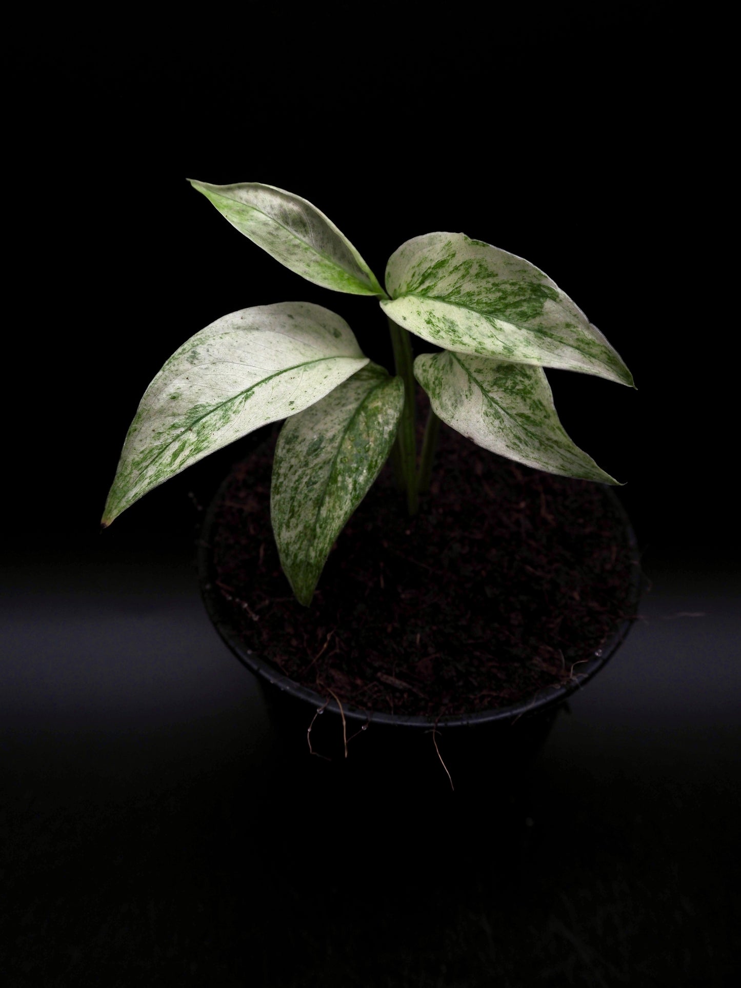 Monstera Laniata Mint