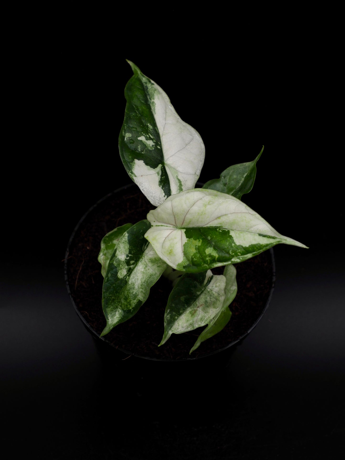 Alocasia Dragon Scale Albo Variegata