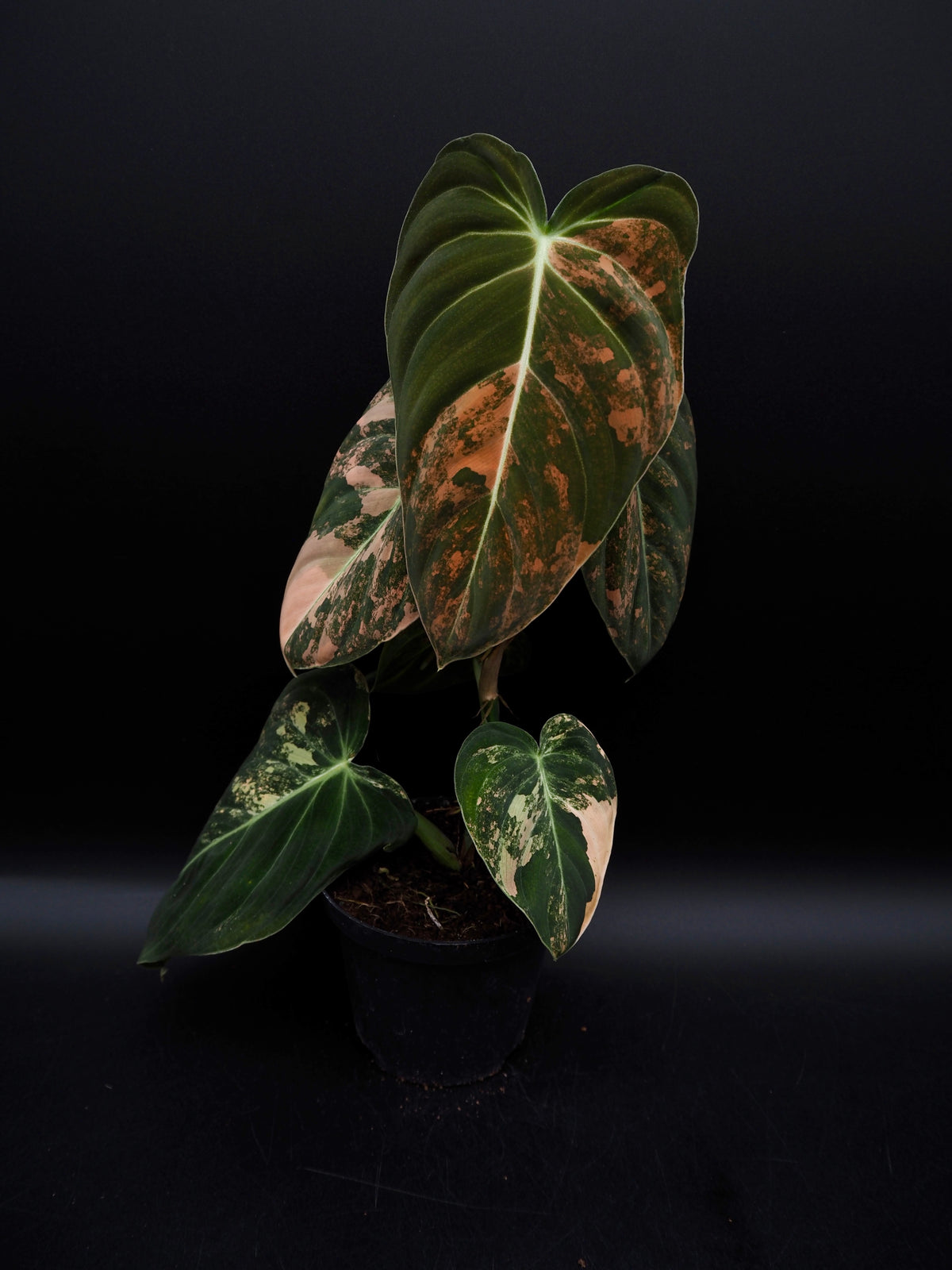 Philodendron Melanochrysum Bonfire