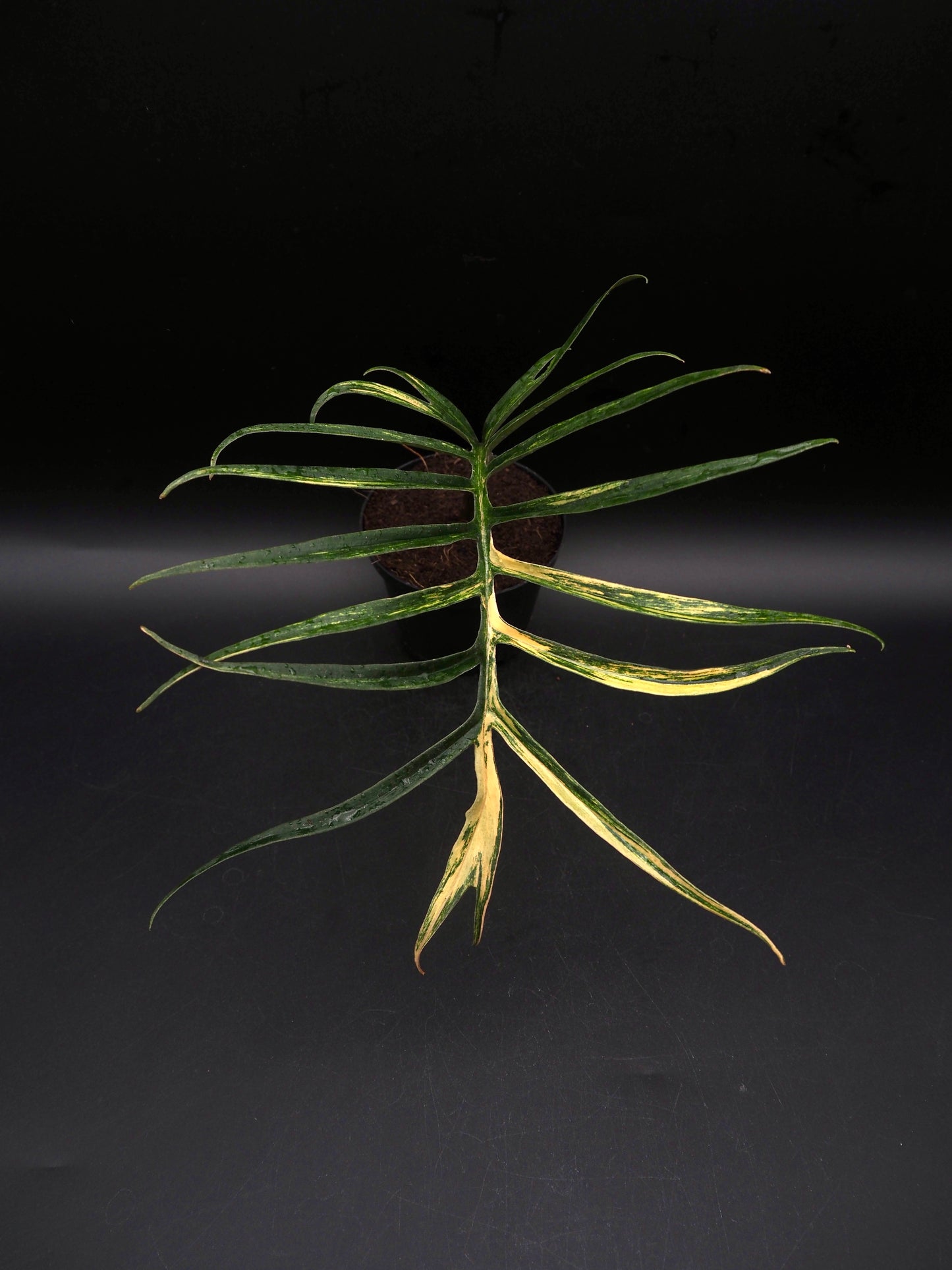 Philodendron Tortum Aurea