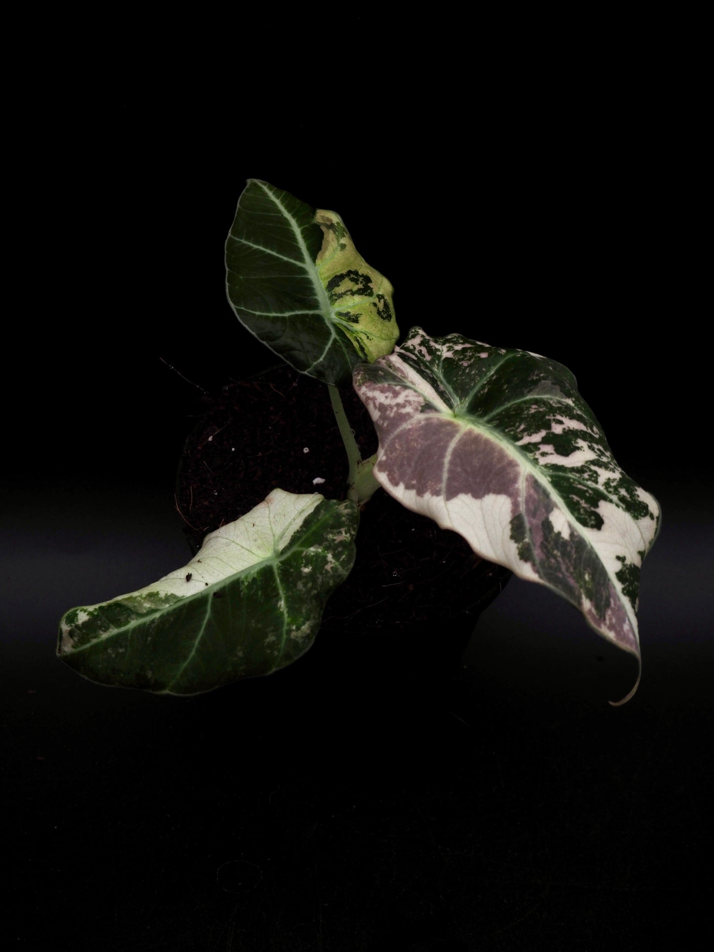 Alocasia Noir Velours Rose