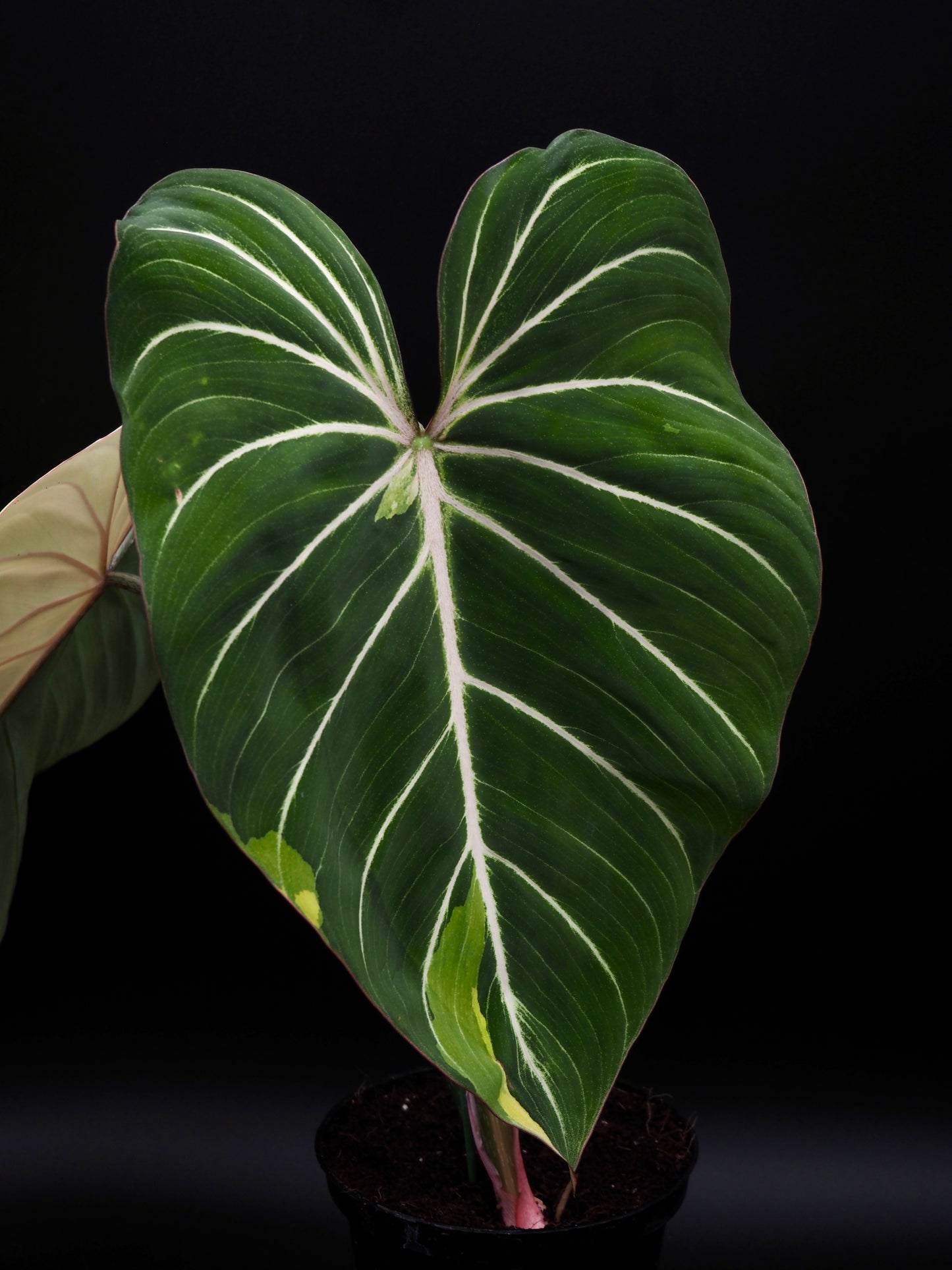 Philodendron Gloriosum Albo Variegata