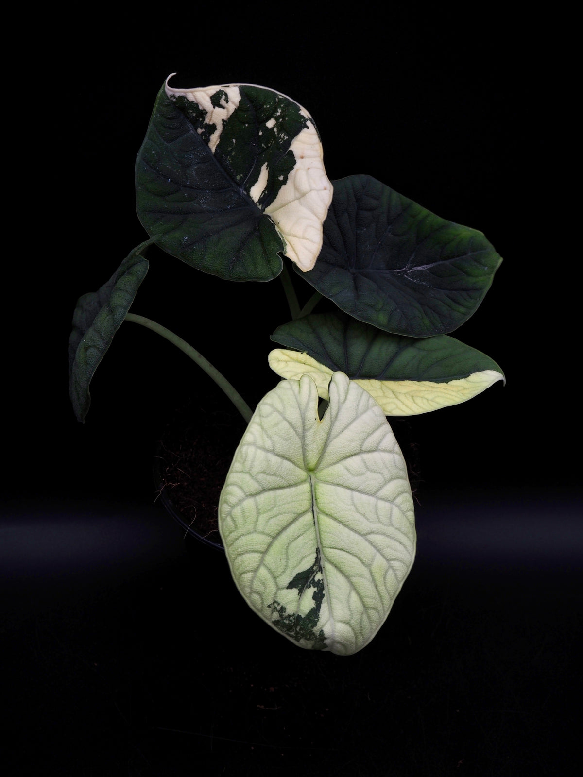 Alocasia Melo Albo Variegata