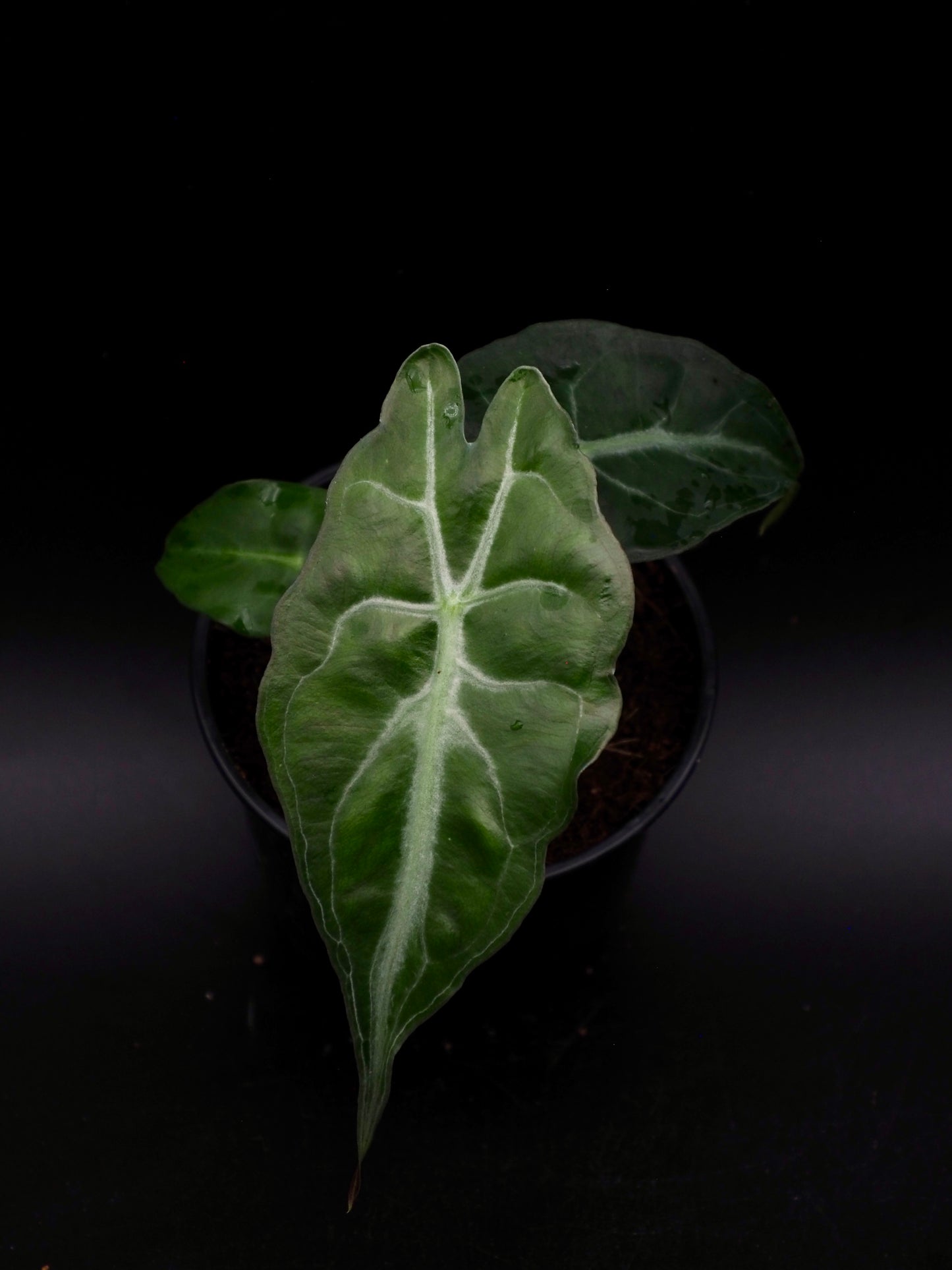 Venin d'Alocasia