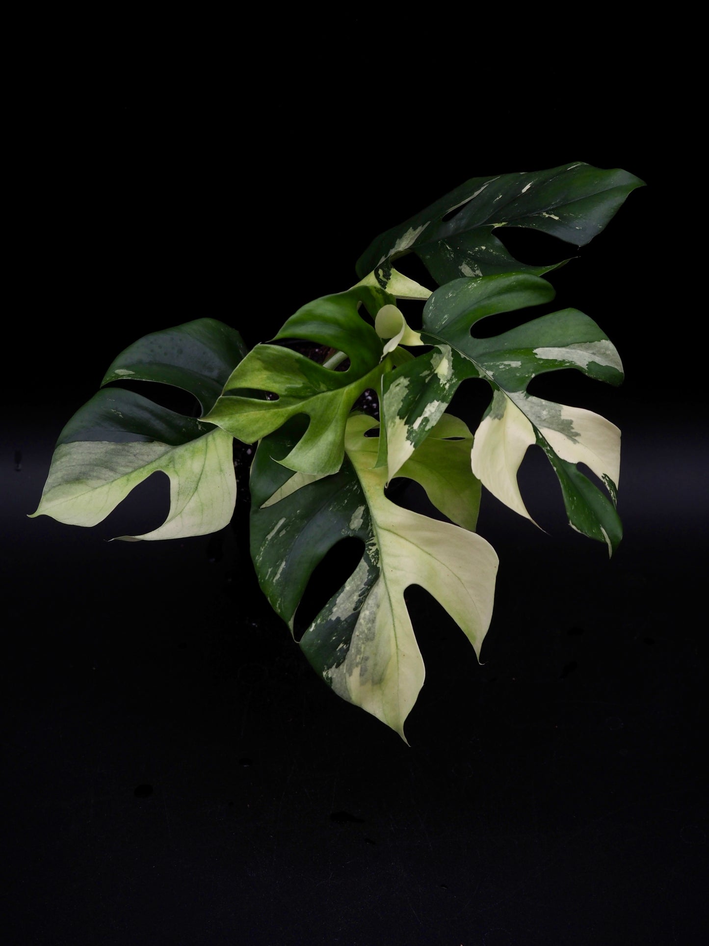 Rhaphidophora Tetrasperma Variegata