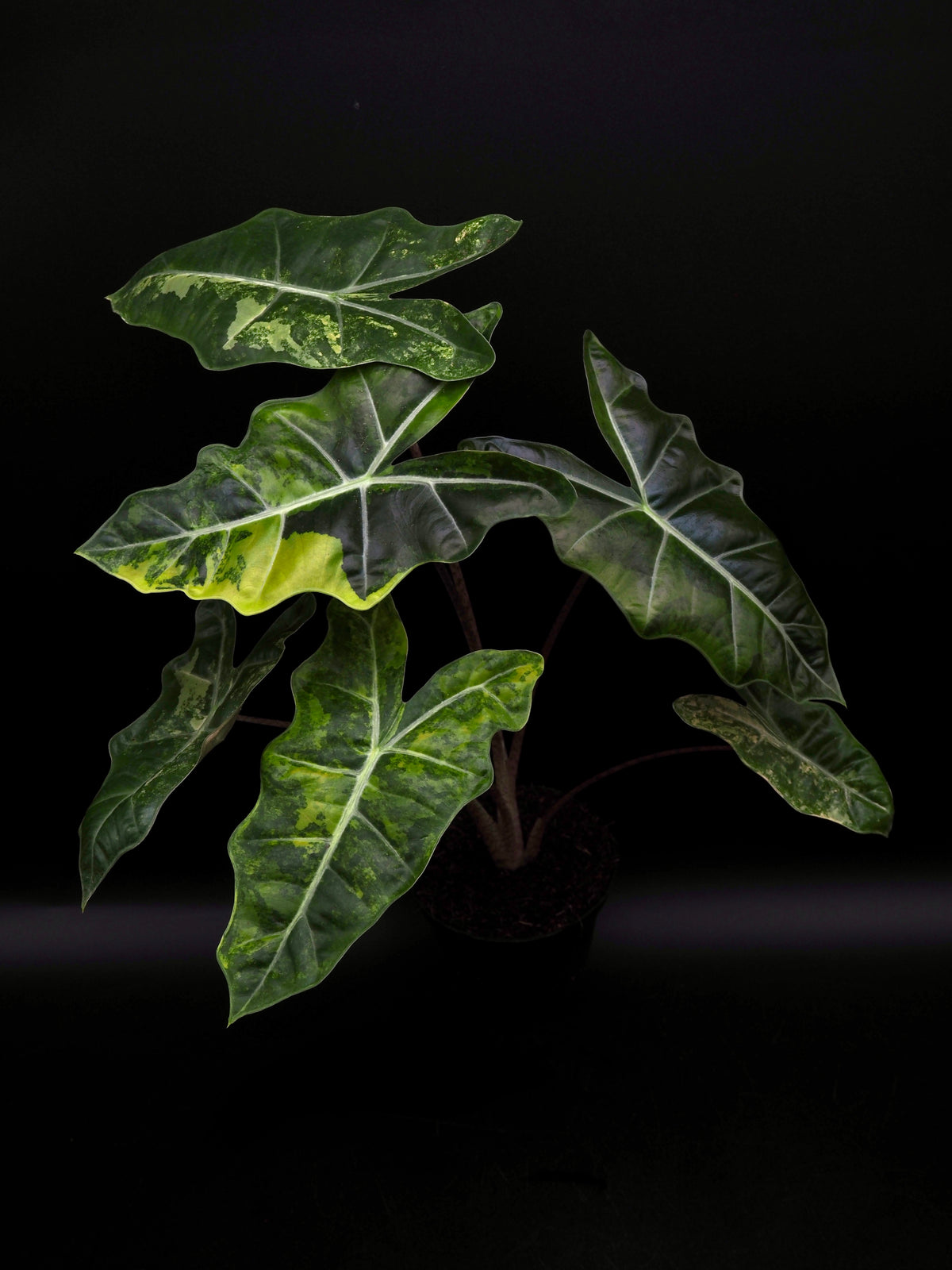Alocasia Pseudo Sanderian Aurea