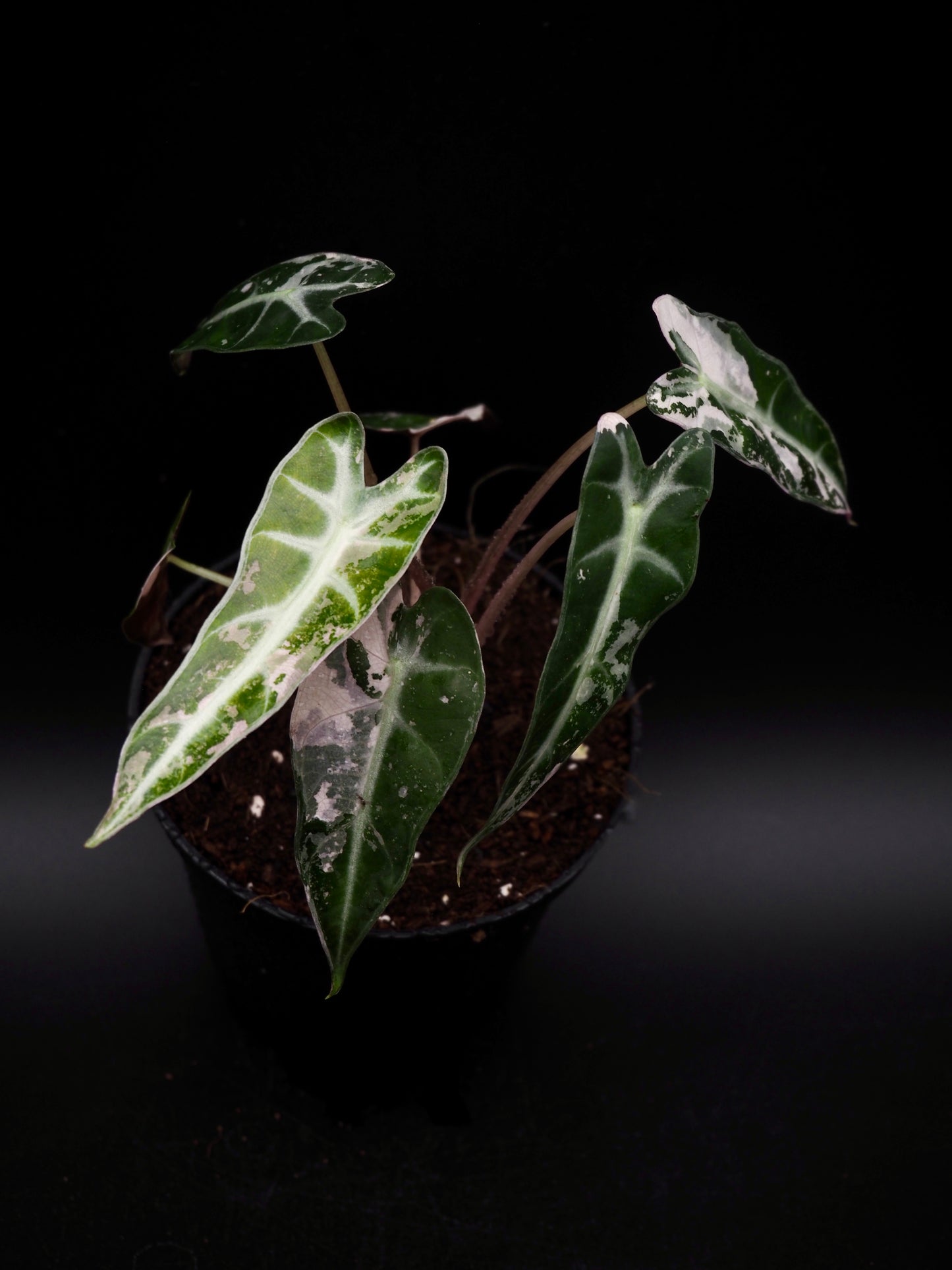 Alocasia Bambino Rose Variegata