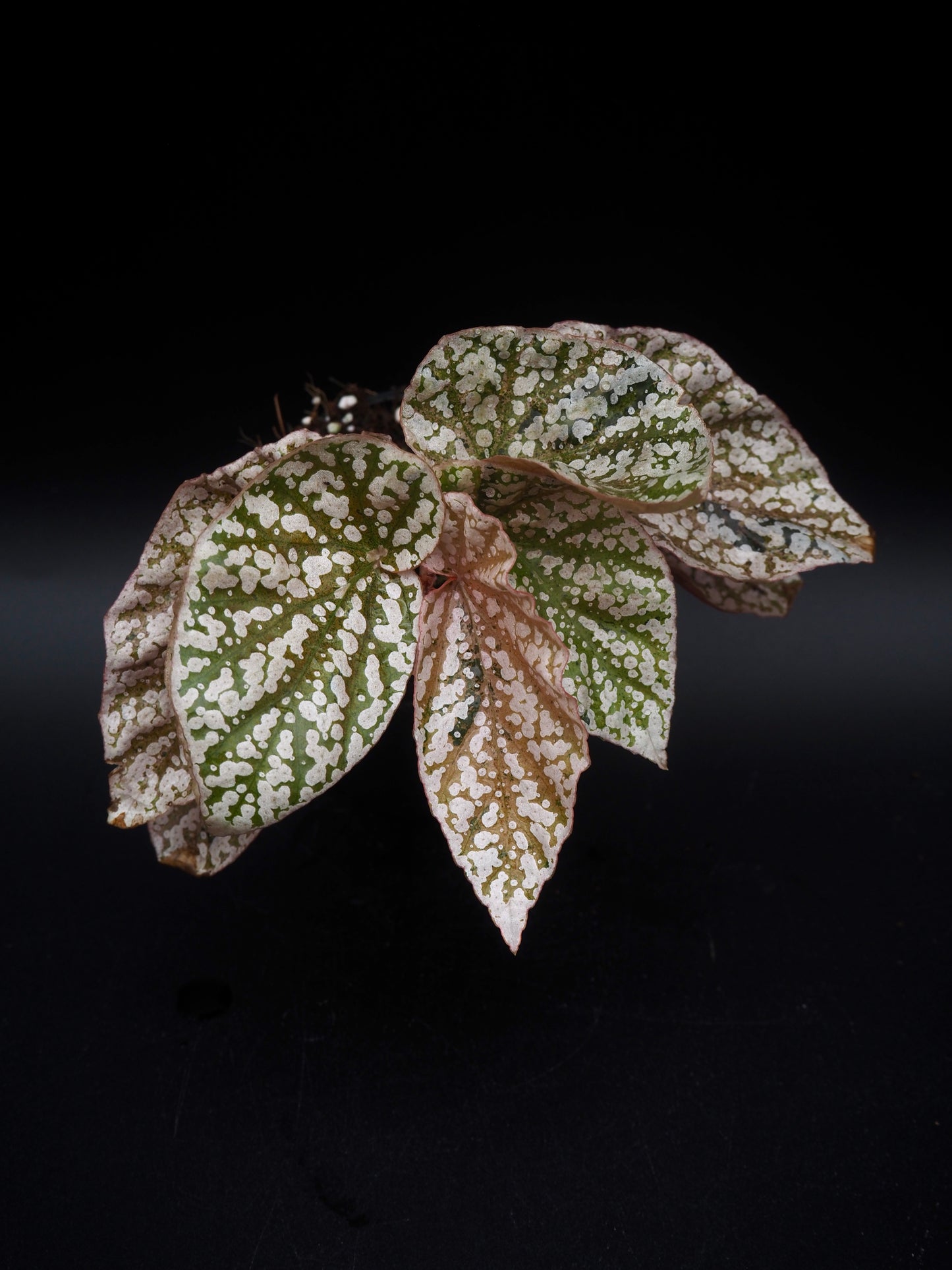 Bégonia variegata aux sommets enneigés