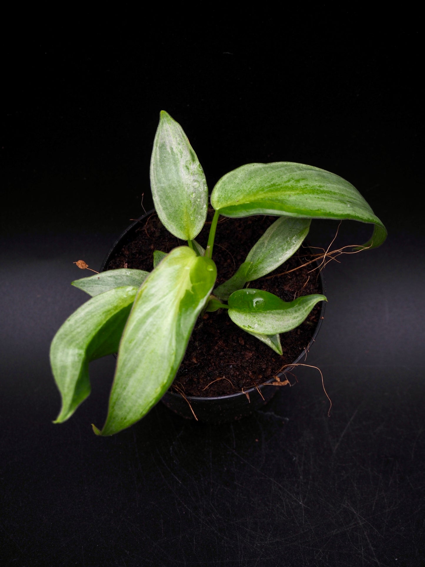 Philodendron Longliobatum Variegata