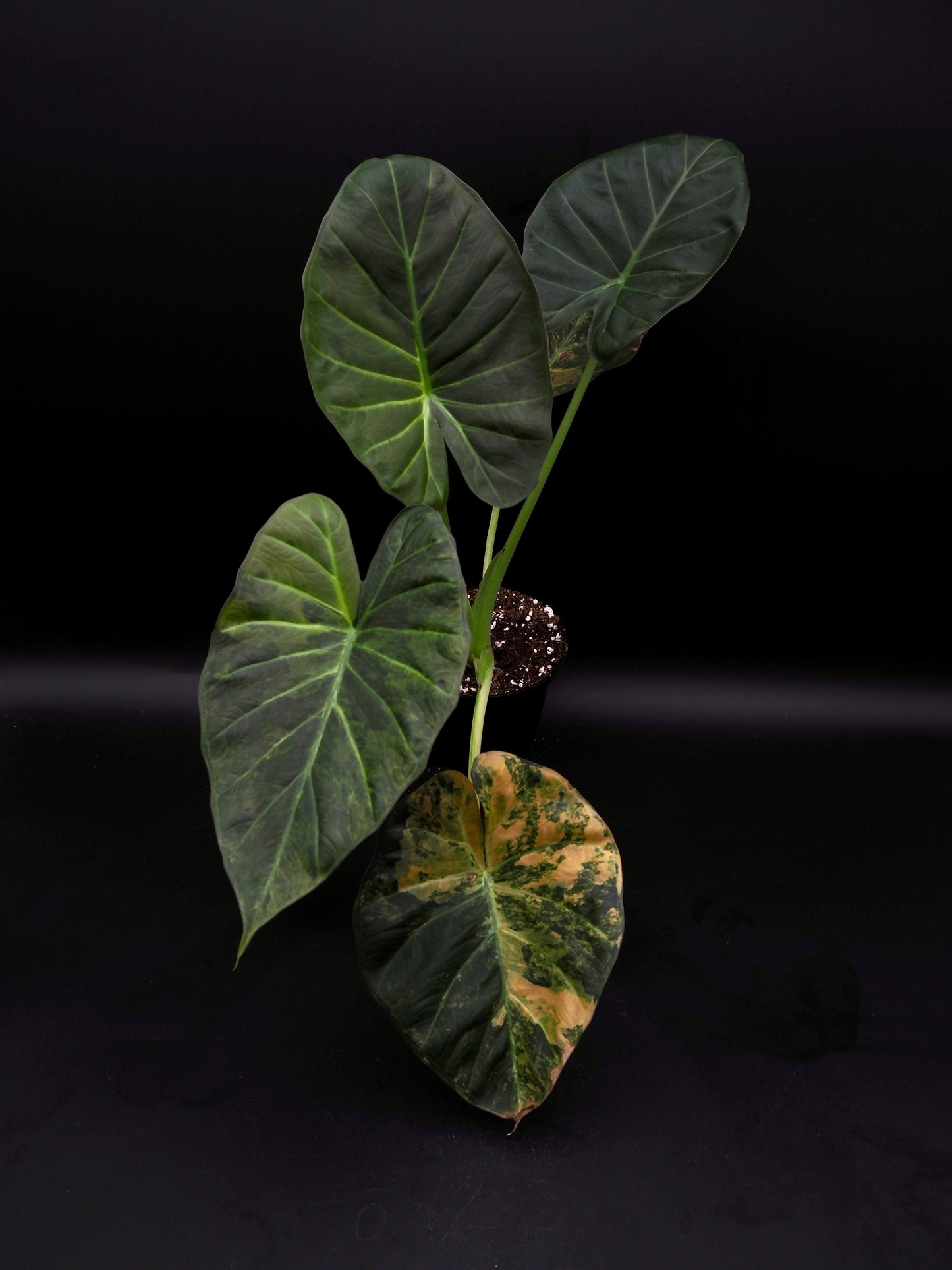 Alocasia Regal Shield Aurea