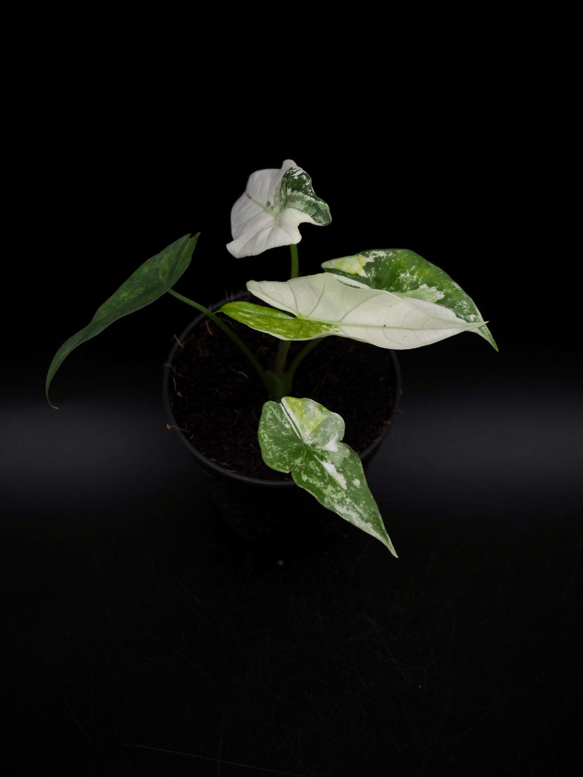 Alocasia Simpo Albo