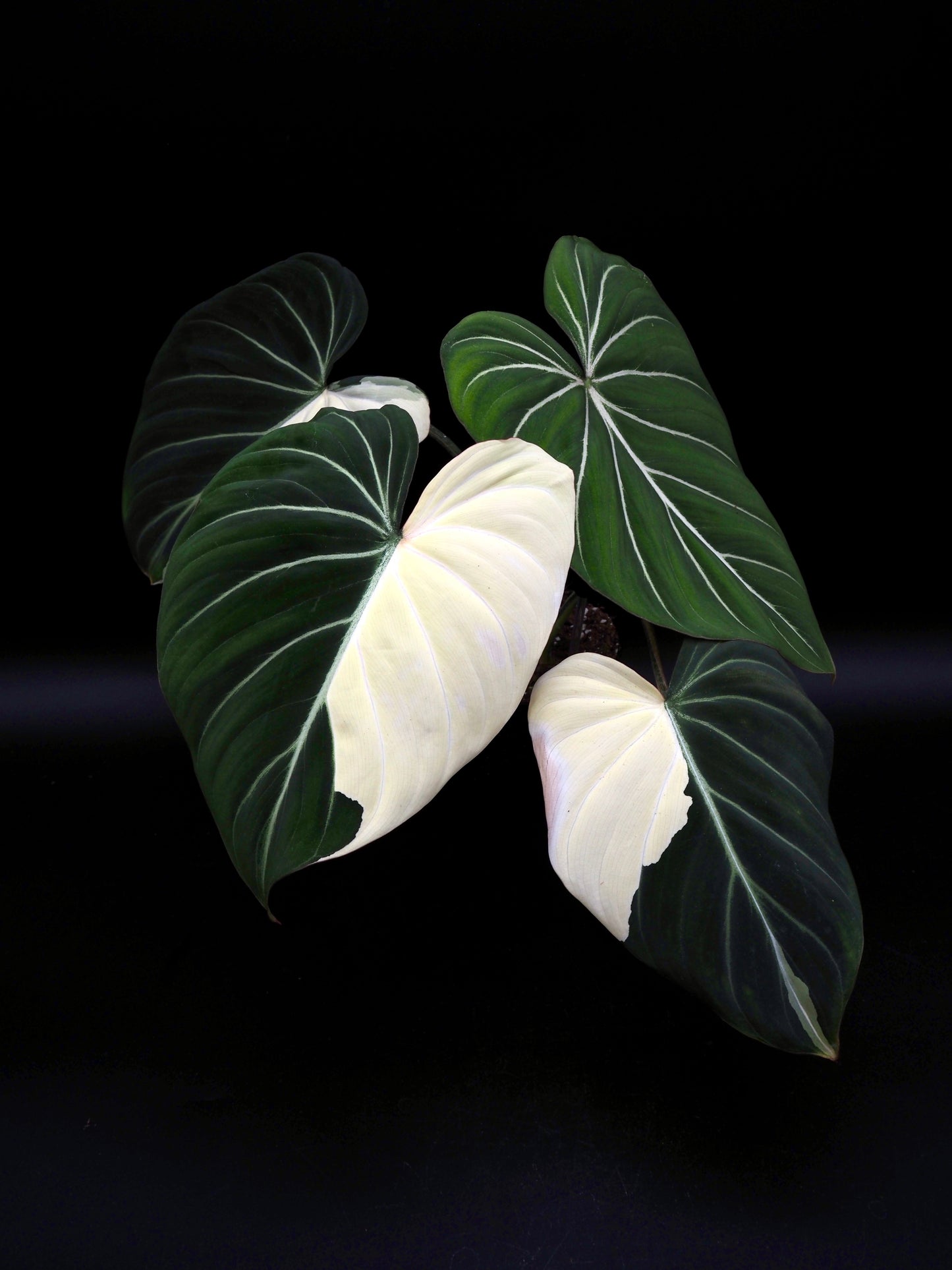 Philodendron Gloriosum Albo Variegata