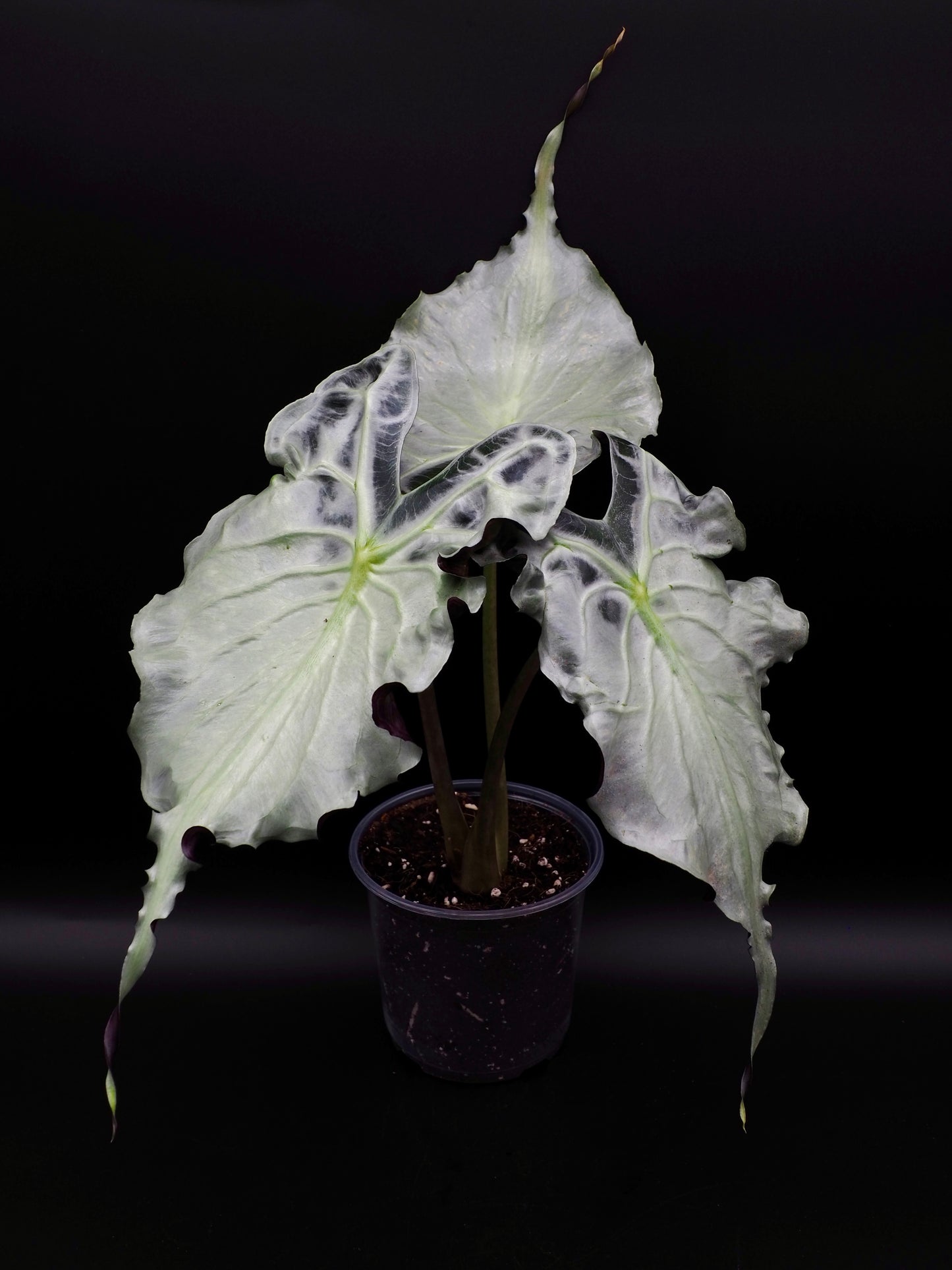 Venin d'Alocasia