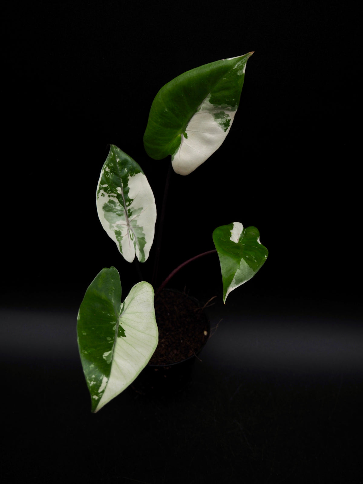 Alocasia Macrorrhiza Black Stem Variegata
