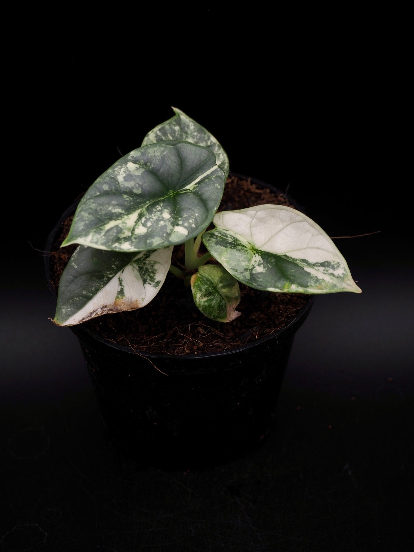 Alocasia Silver Dragon Albo