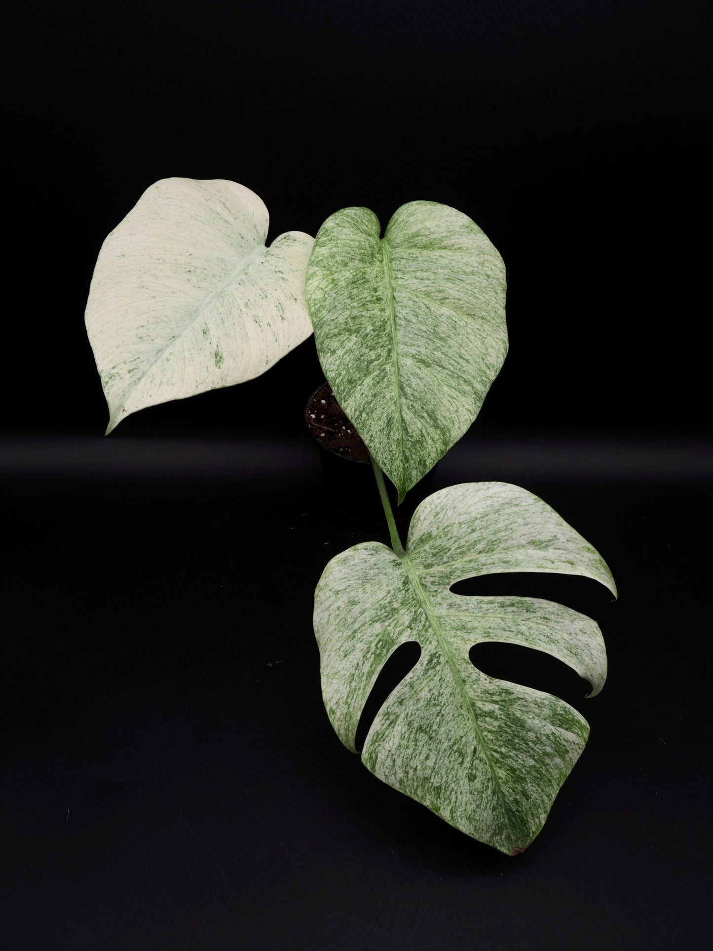 Monstera Jungle Full Mint