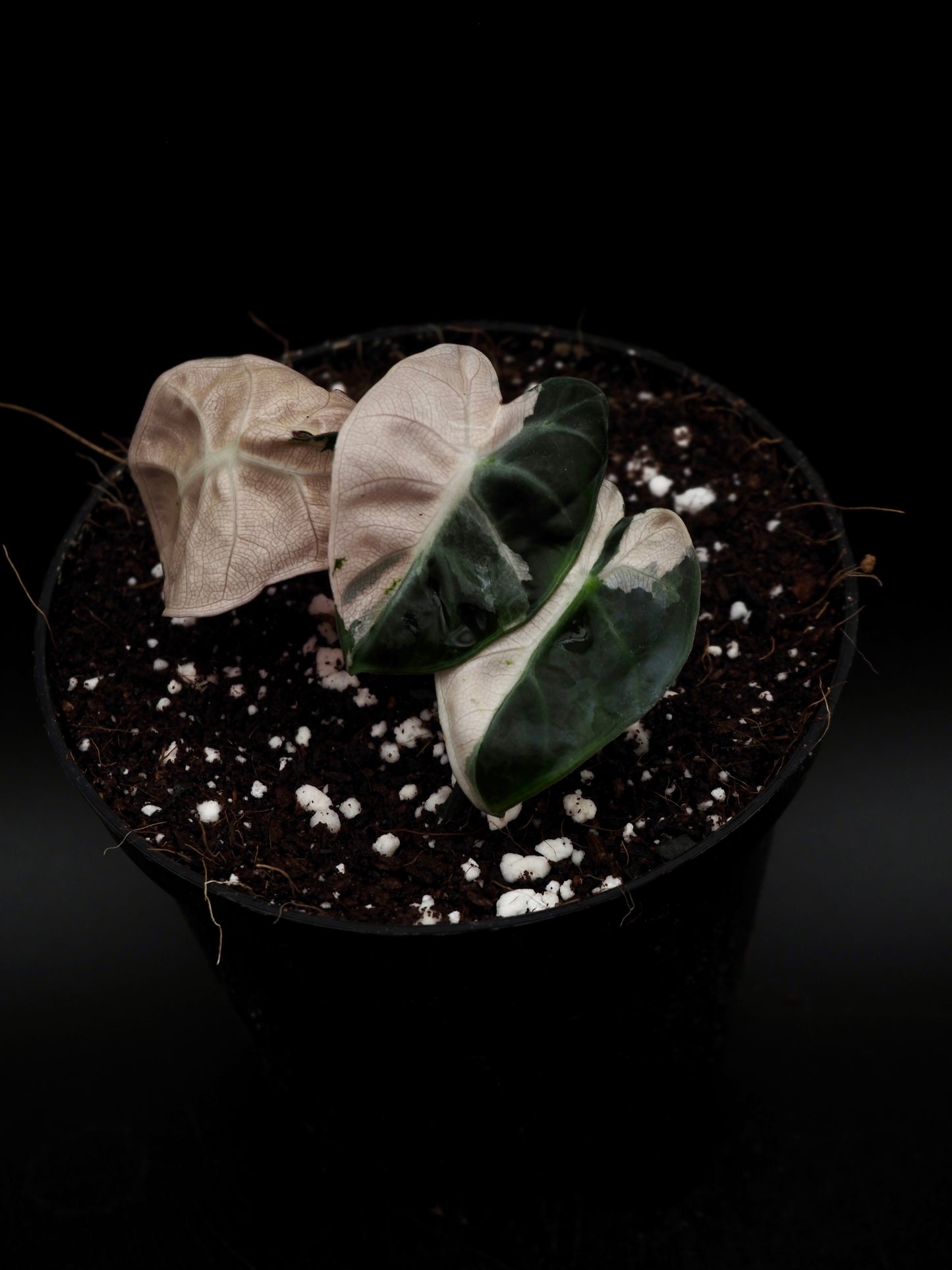 Alocasia Baloon Heart Pink