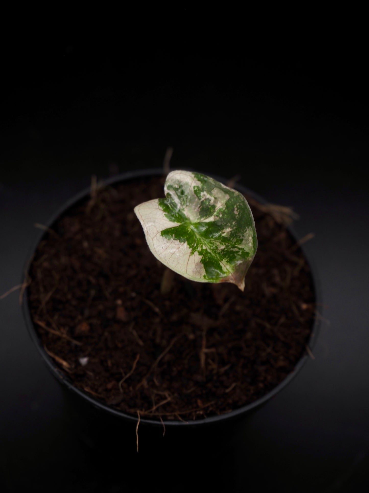 Alocasia Pseudo Sanderiana Pink