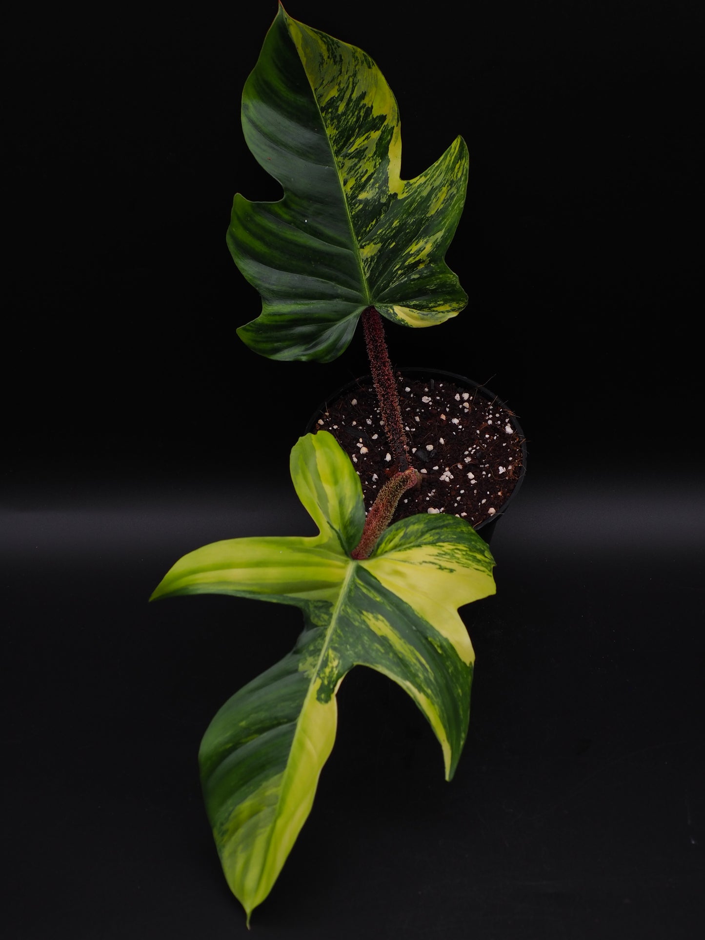 Philodendron Squamiferum Aurea Variegata