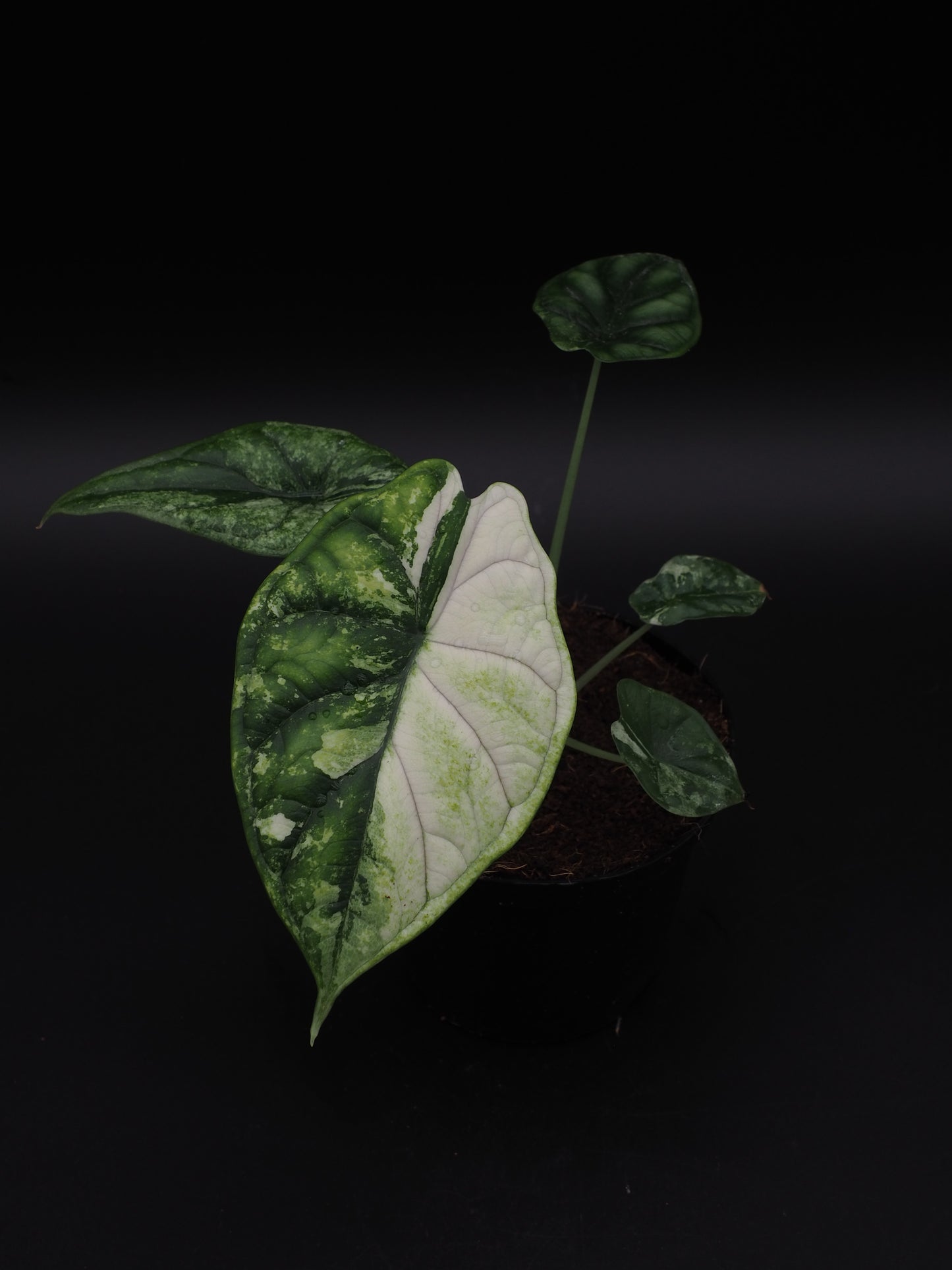 Écaille de dragon Alocasia Albo Variegata