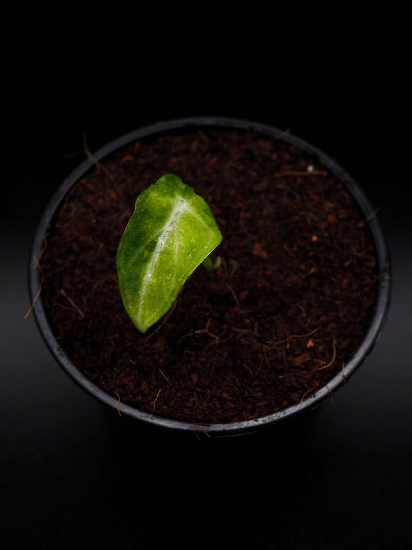 Alocasia Ninja Aurea