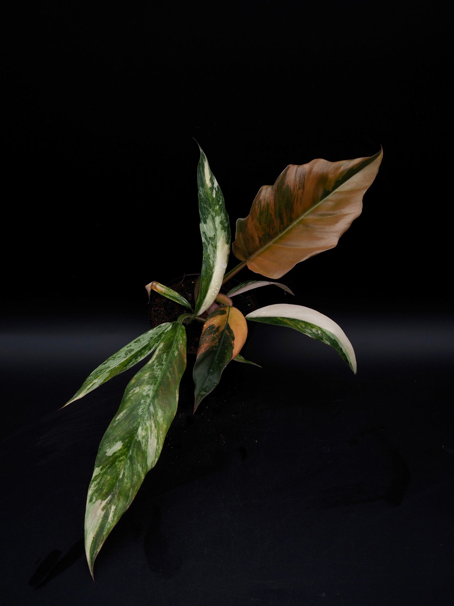 Philodendron Caramel Marble