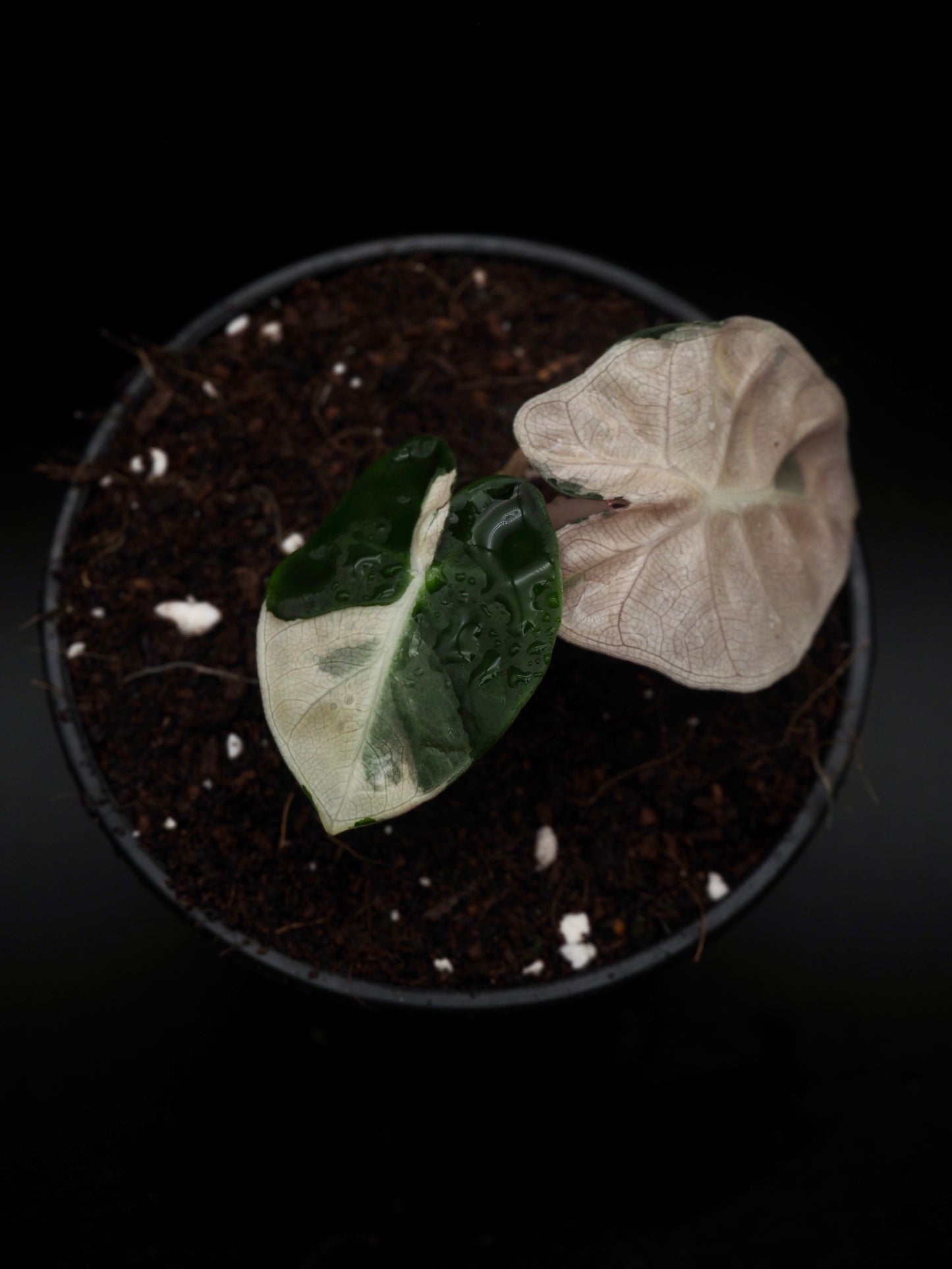 Alocasia Baloon Heart Pink