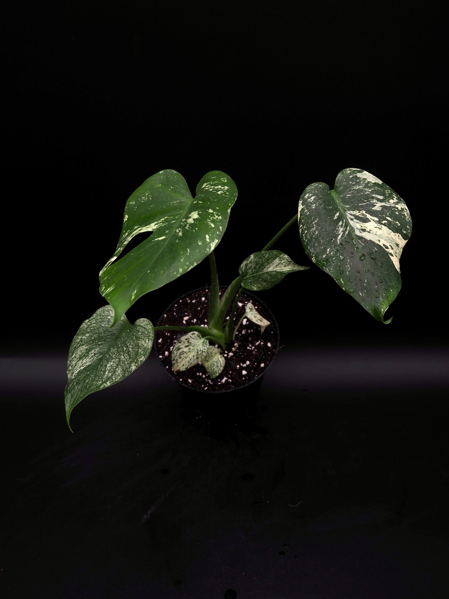 Monstera Deliciosa Monstre Blanc