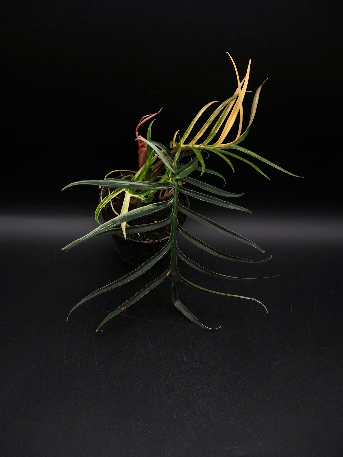 Philodendron Tortum Aurea