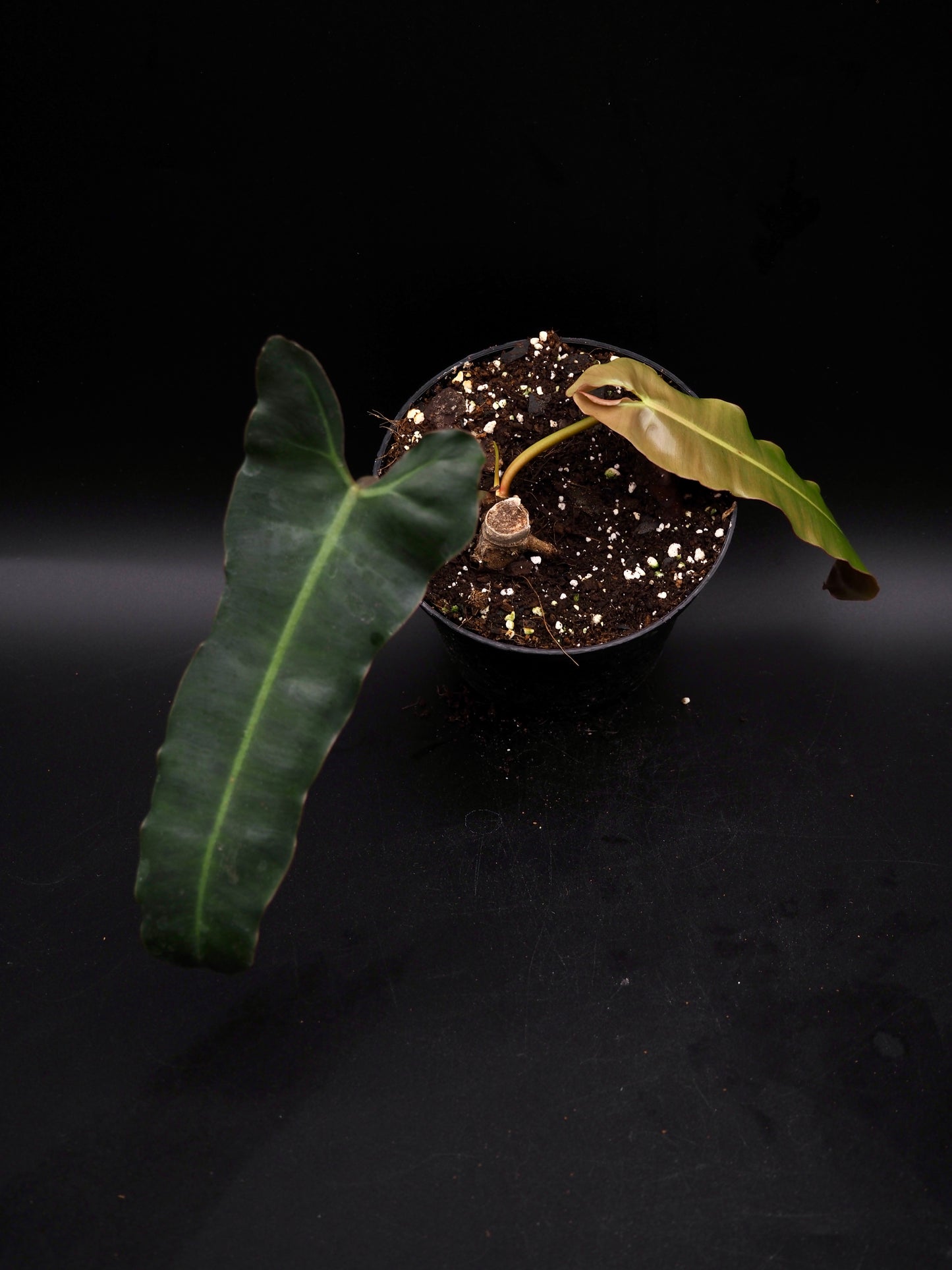Philodendron Billietiae x Atabapoense mint blue grey Variegata