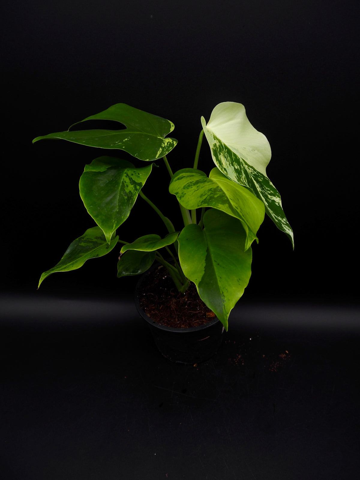 Monstera Light Lime