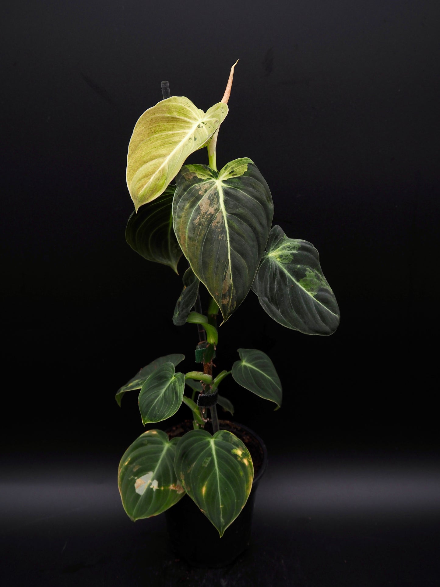 Philodendron Melanochrysum Variegata