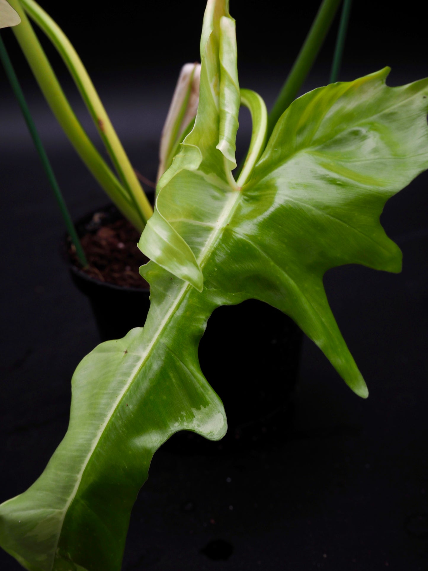 Philodendron Golden Dragon Variegata