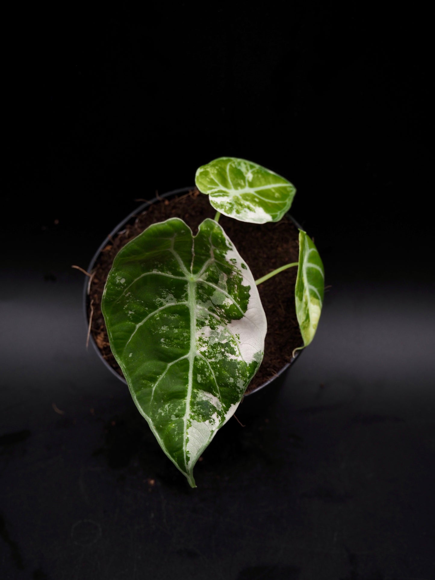 Alocasia Watsoniana Doff Albo/Pink