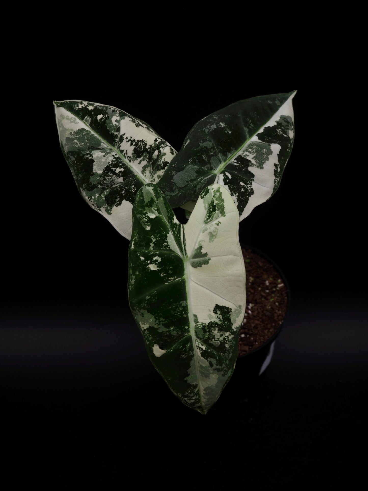 Alocasia Frydek Variegata