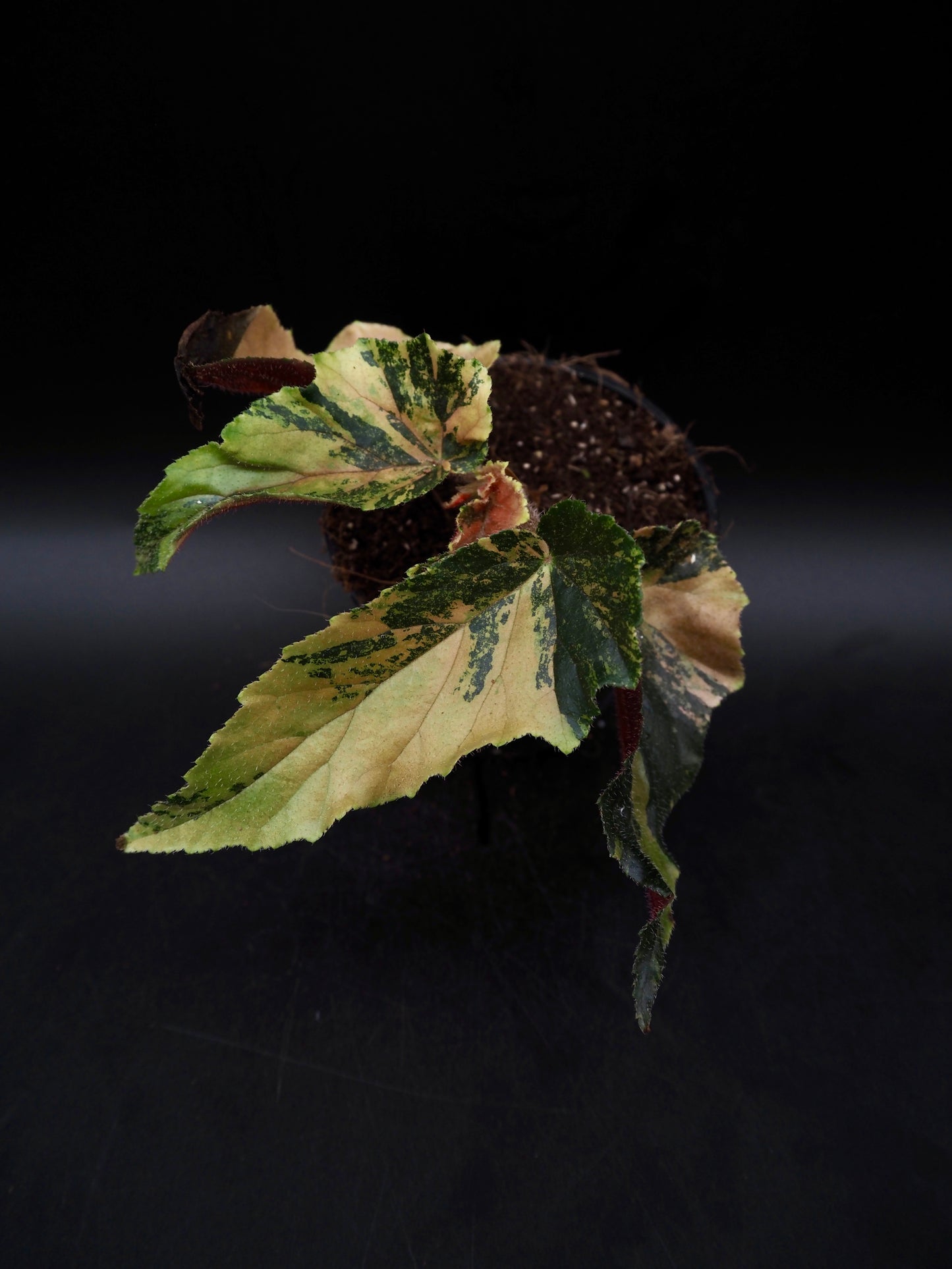 Begonia Ginny Galaxy