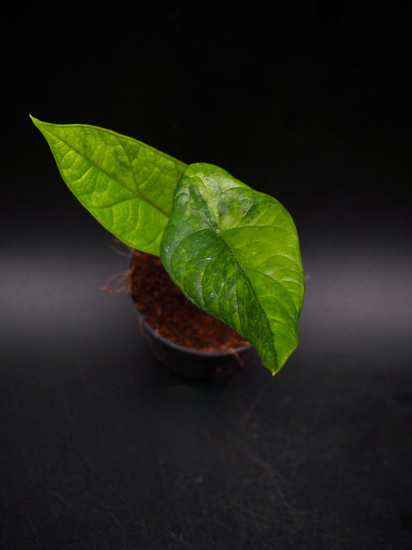Alocasia Scalprum Aurea