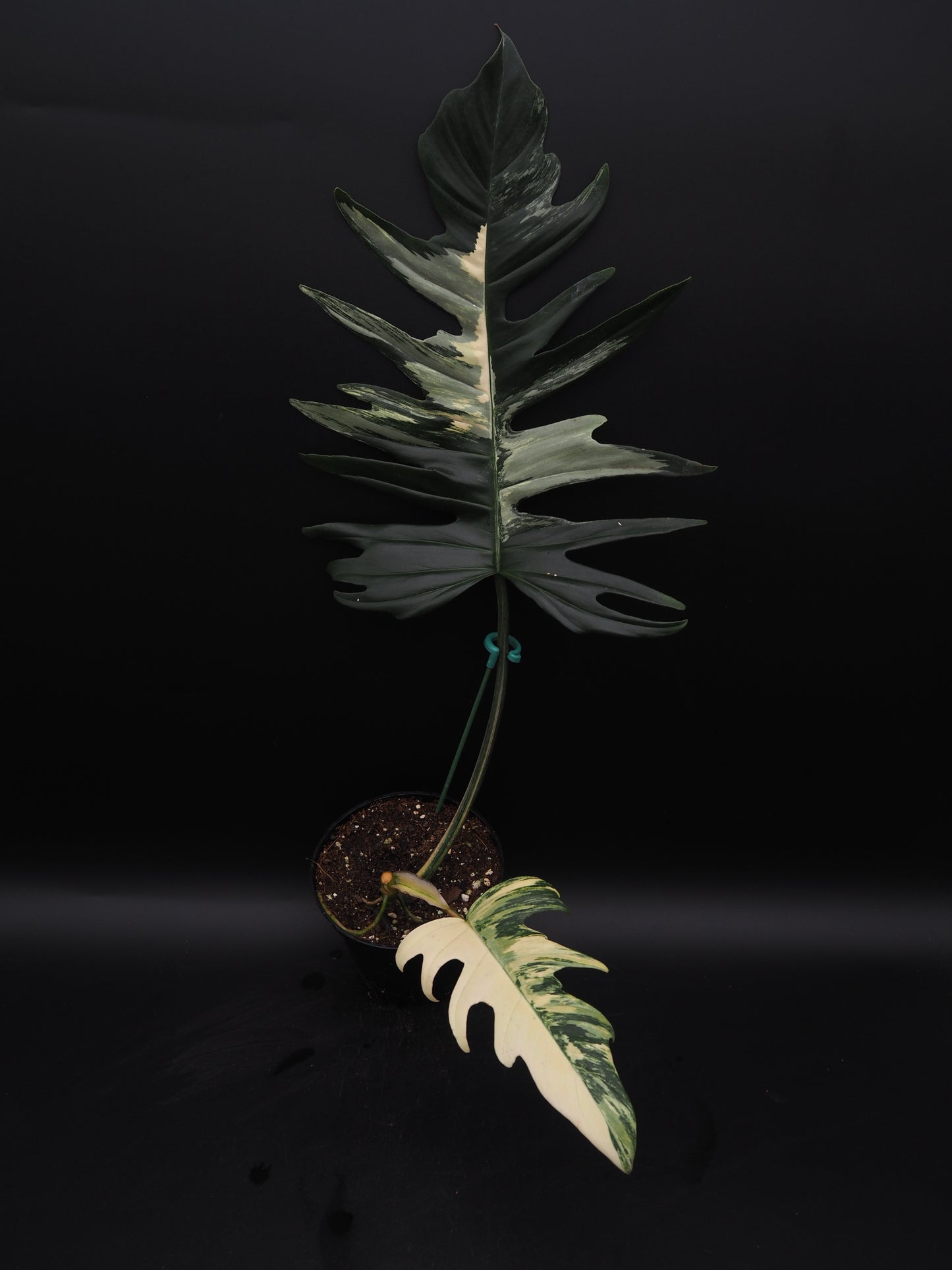 Philodendron Florida Beauty X Tortum