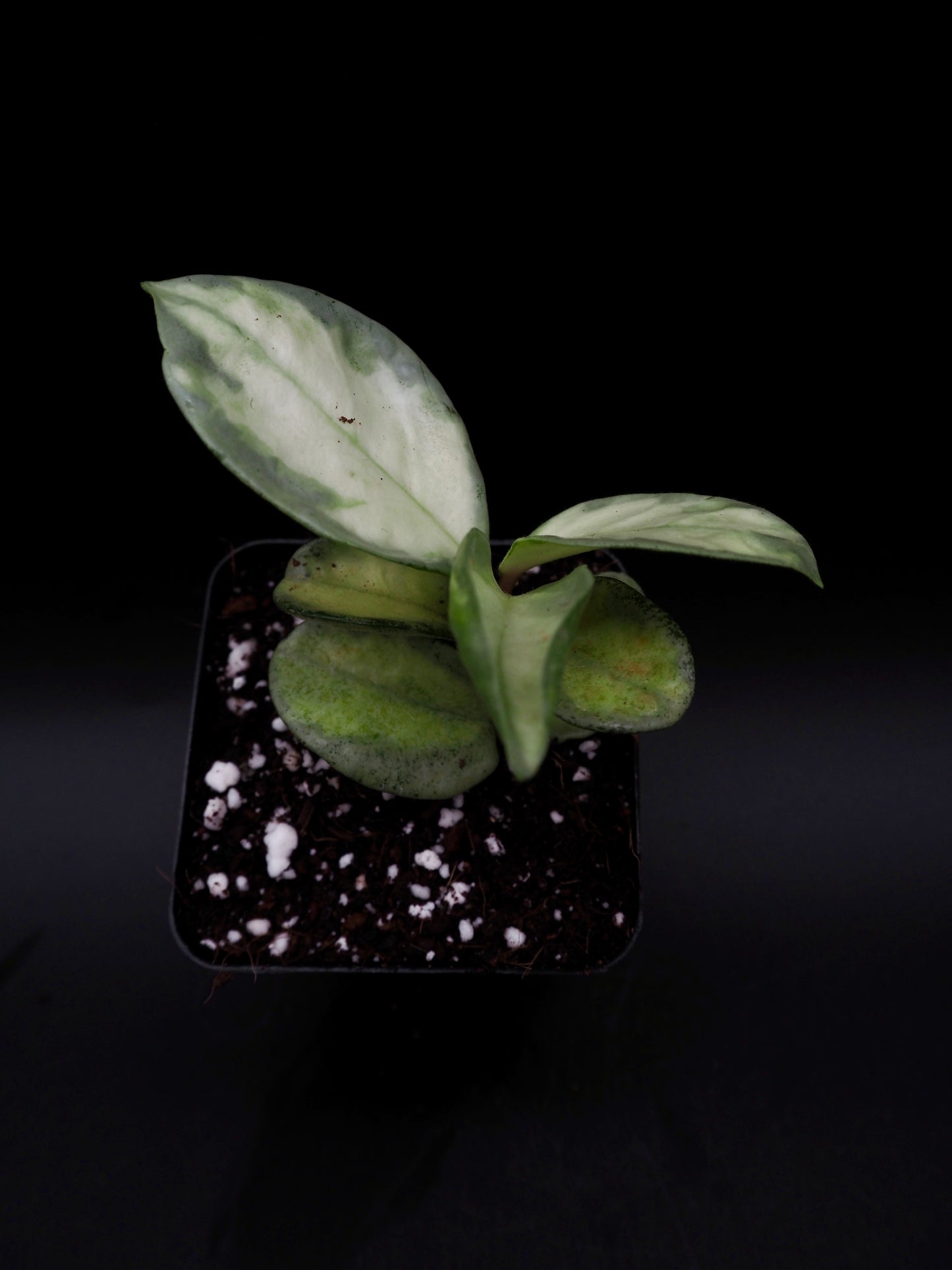 Hoya Argentea Princess