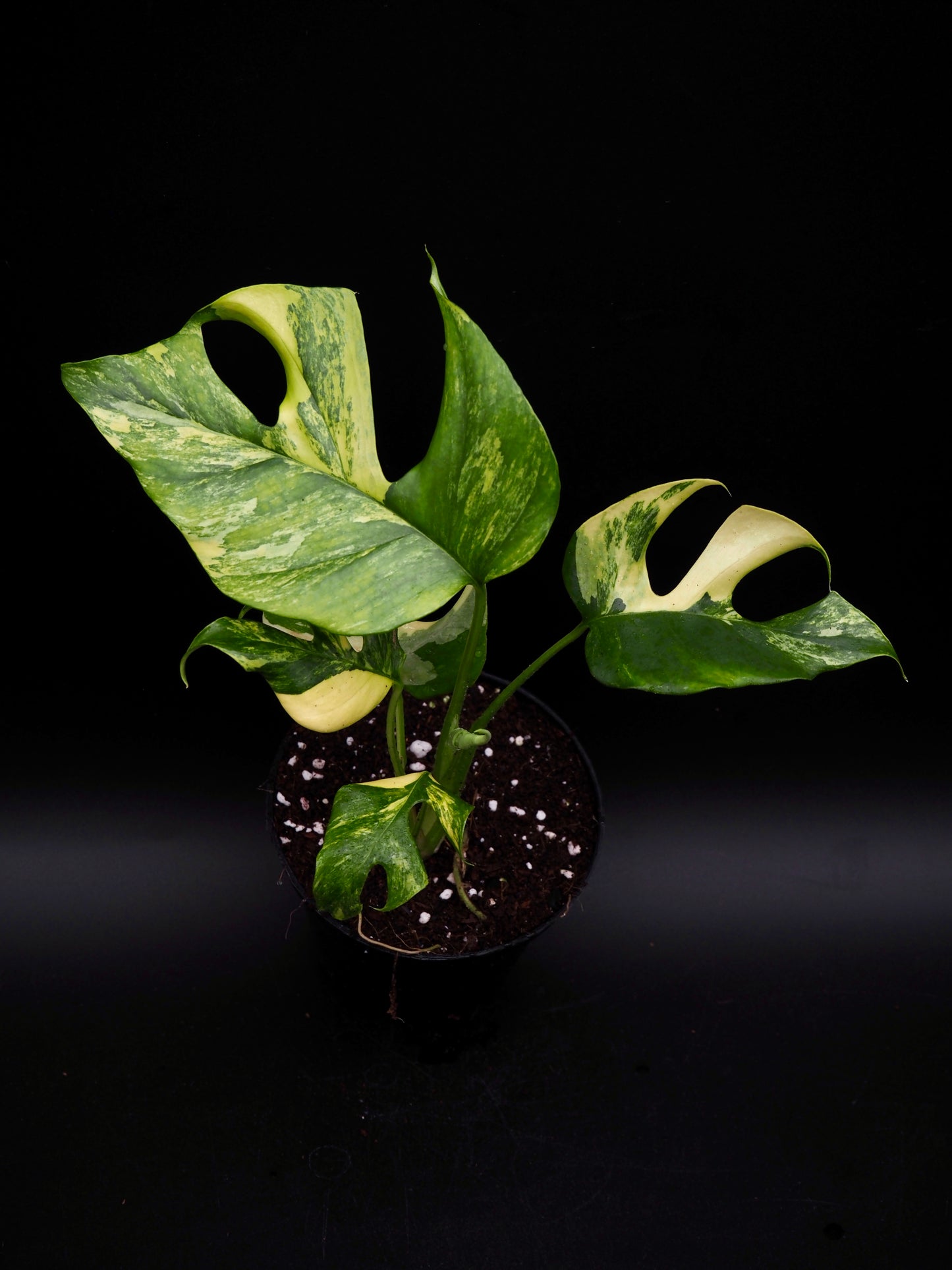 Rhaphidophora Tetrasperma Aurea Variegata