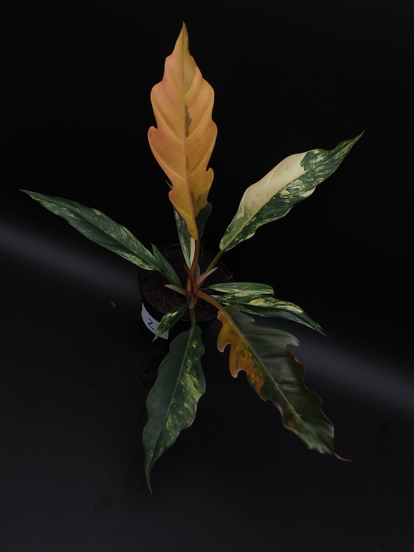 Philodendron Marbre Caramel