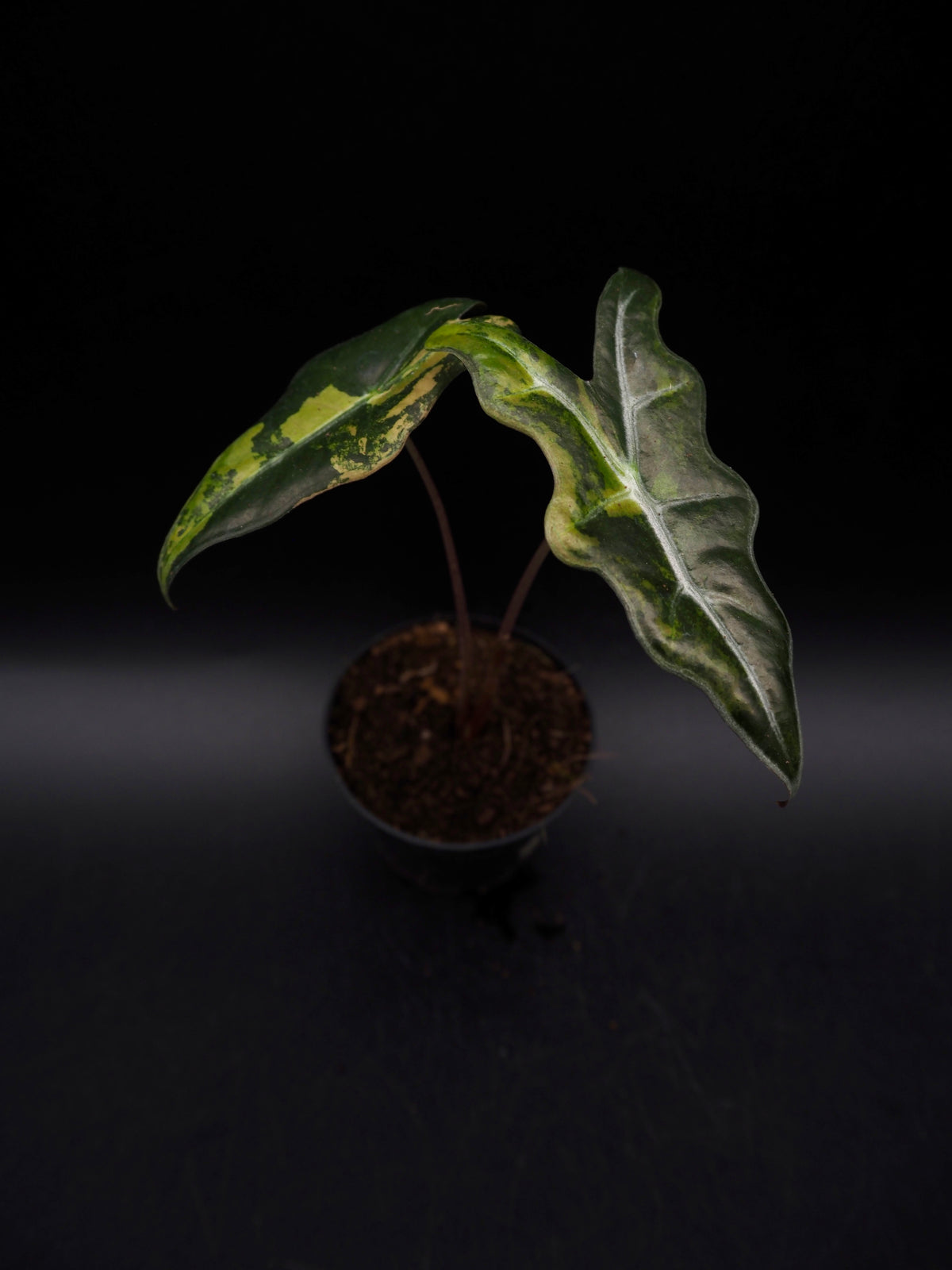 Alocasia Nobilis Aurea