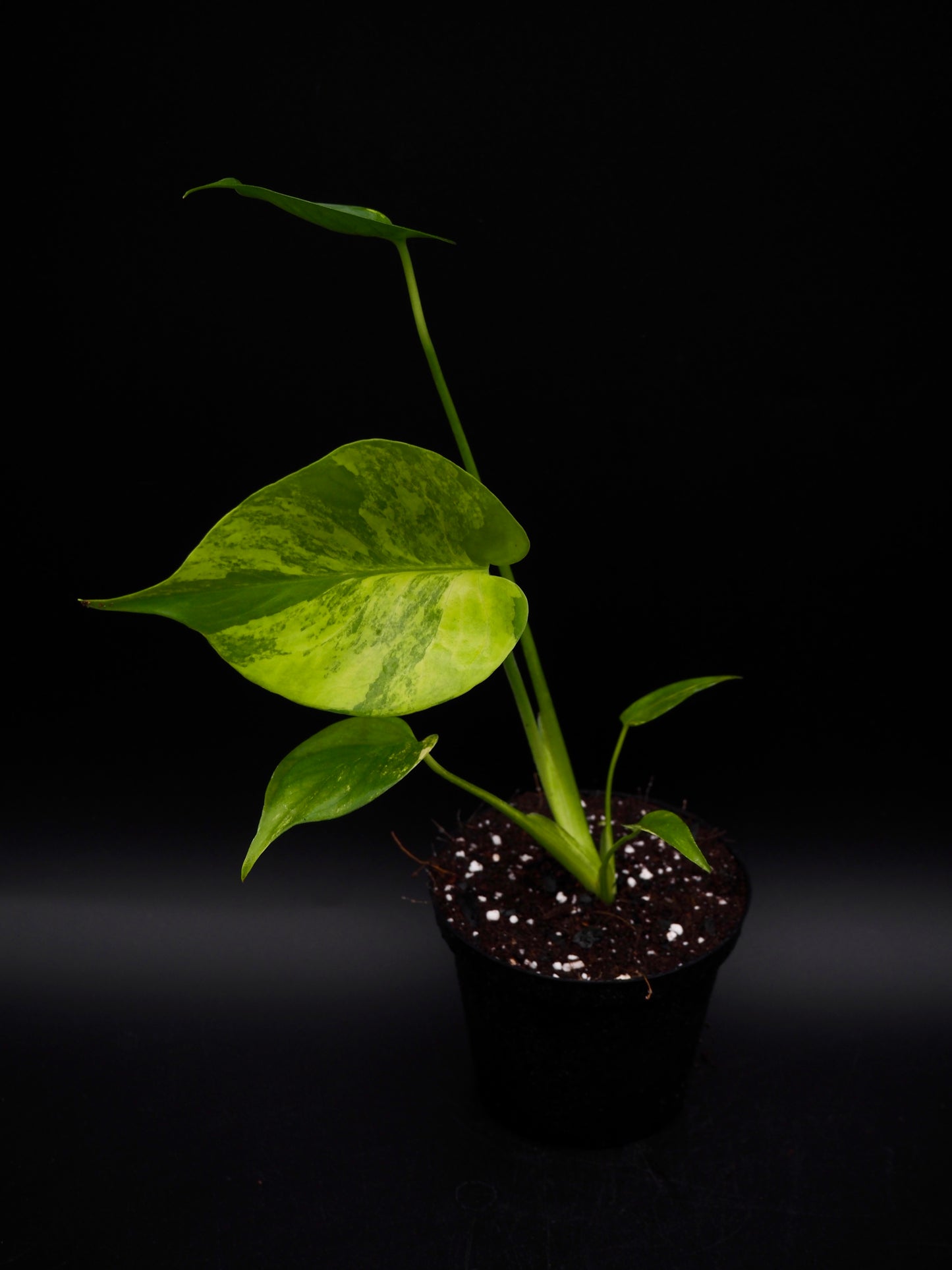 Monstera Yellow Marylin