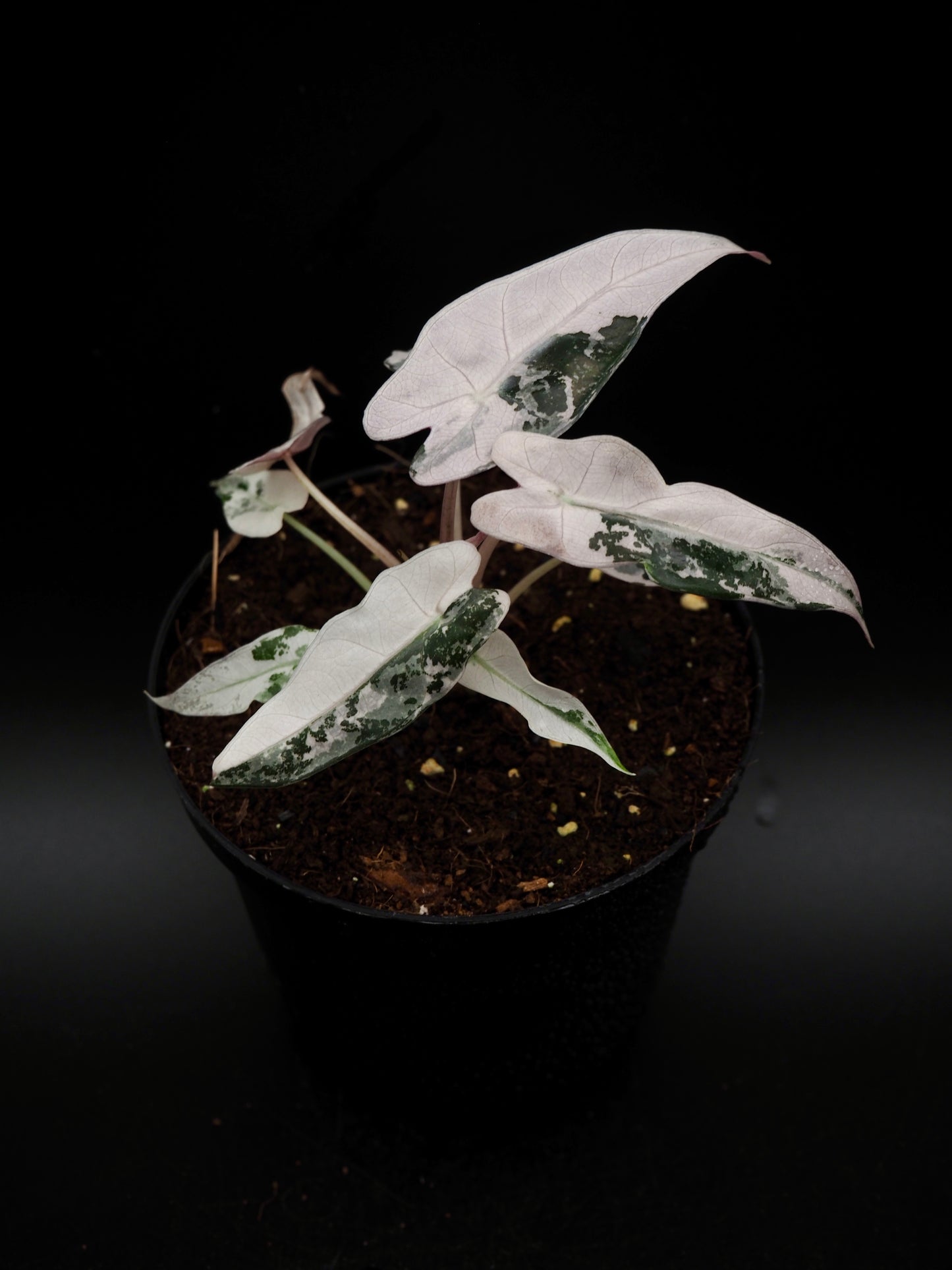 Alocasia Bambino Rose Variegata