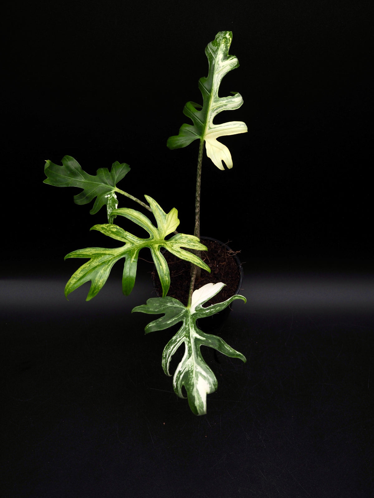 Alocasia Brancifolia Albo