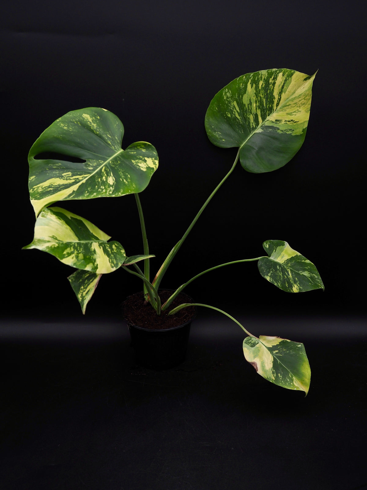 Monstera Deliciosa Lemon Pom Pom